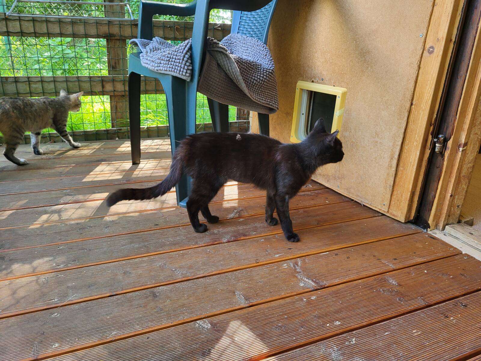 20260601_165849 Katze Cayenne Zuhause gesucht Tierheim Hoffnung für Tiere