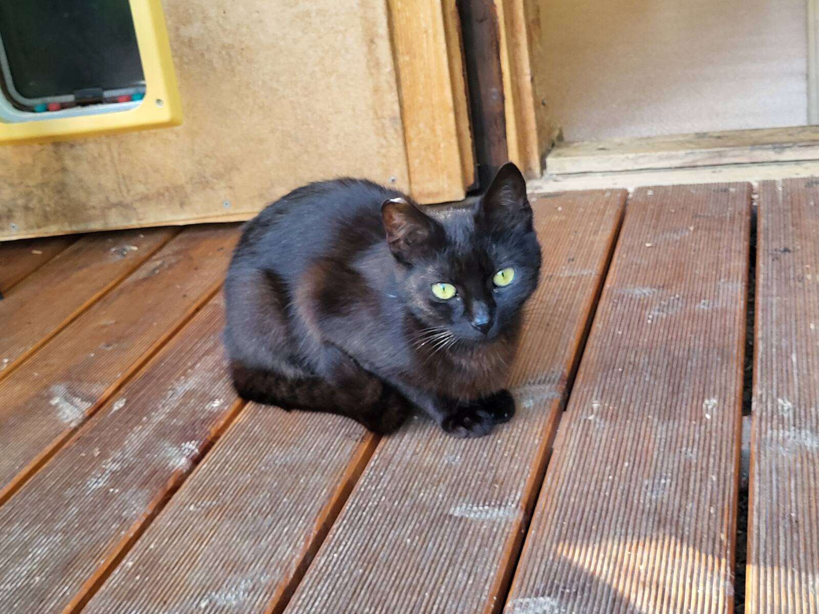 20260601_165914 Katze Cayenne Zuhause gesucht Tierheim Hoffnung für Tiere