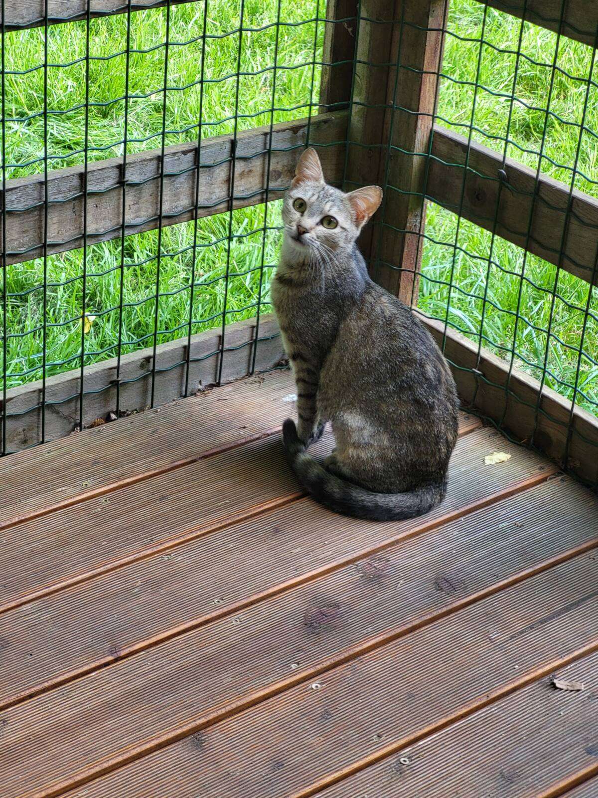 Katze Rosmarie Zuhause gesucht Tierheim Hoffnung für Tiere