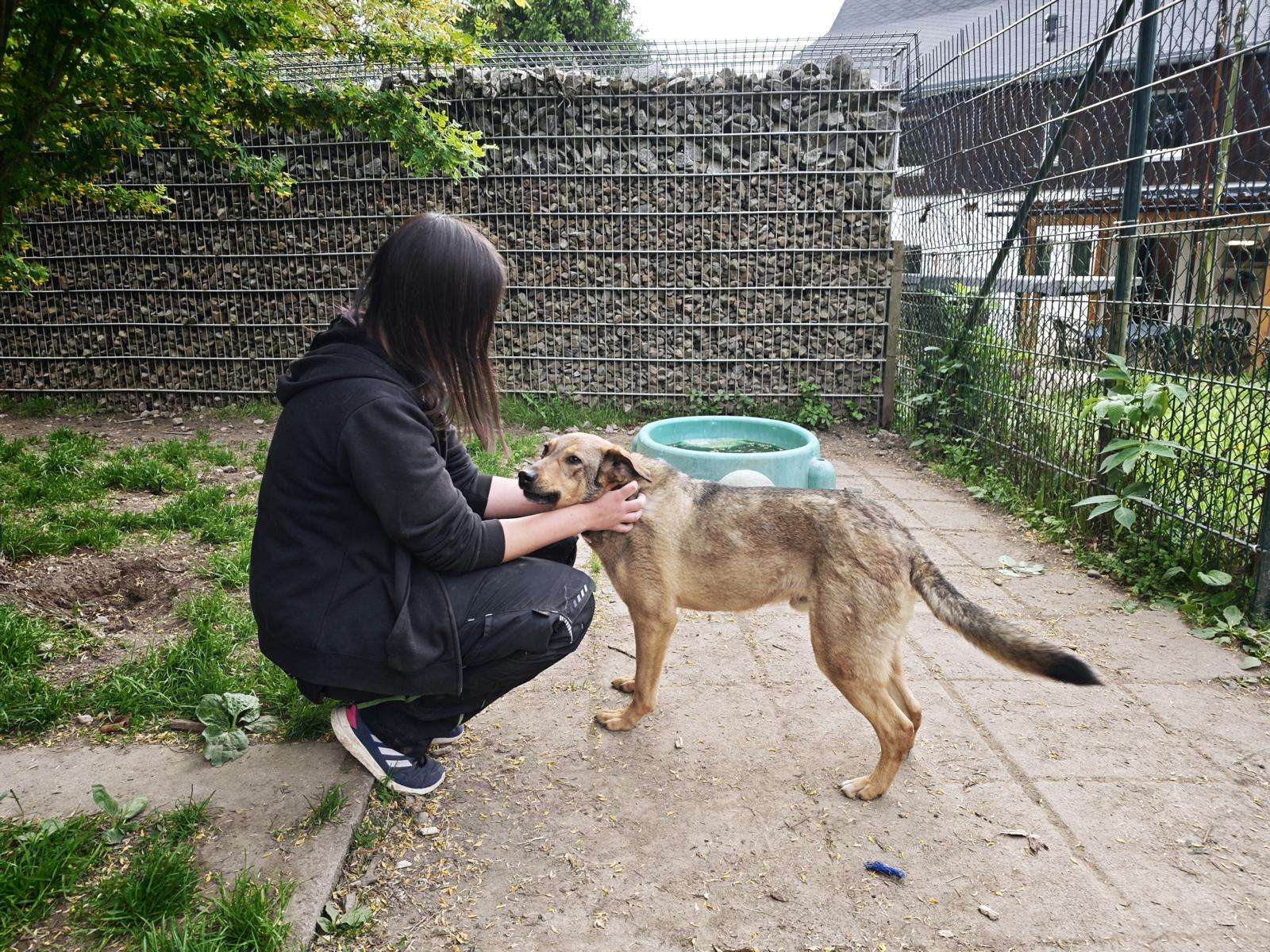 Ares_48_26_2605 (3) Hund Ares Zuhause gesucht Tierheim Hoffnung für Tiere