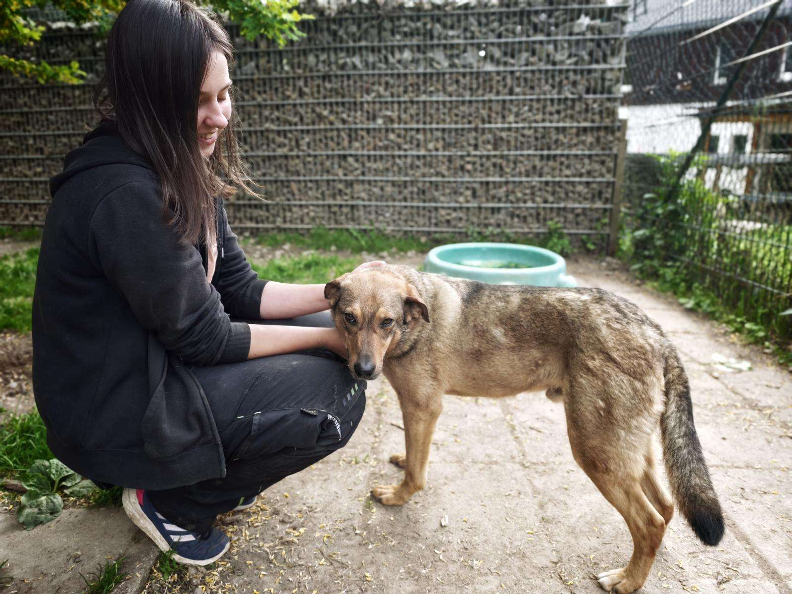 Ares_48_26_2605 (7) Hund Ares Zuhause gesucht Tierheim Hoffnung für Tiere