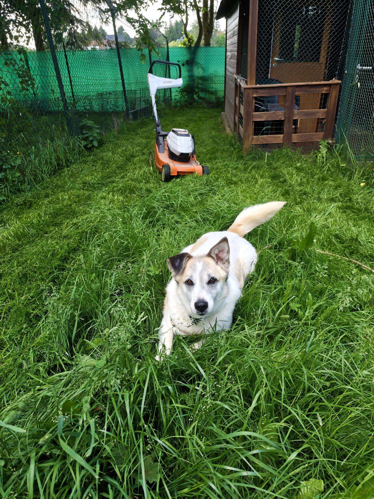 Hund Brenda Zuhause gesucht Tierheim Hoffnung für Tiere
