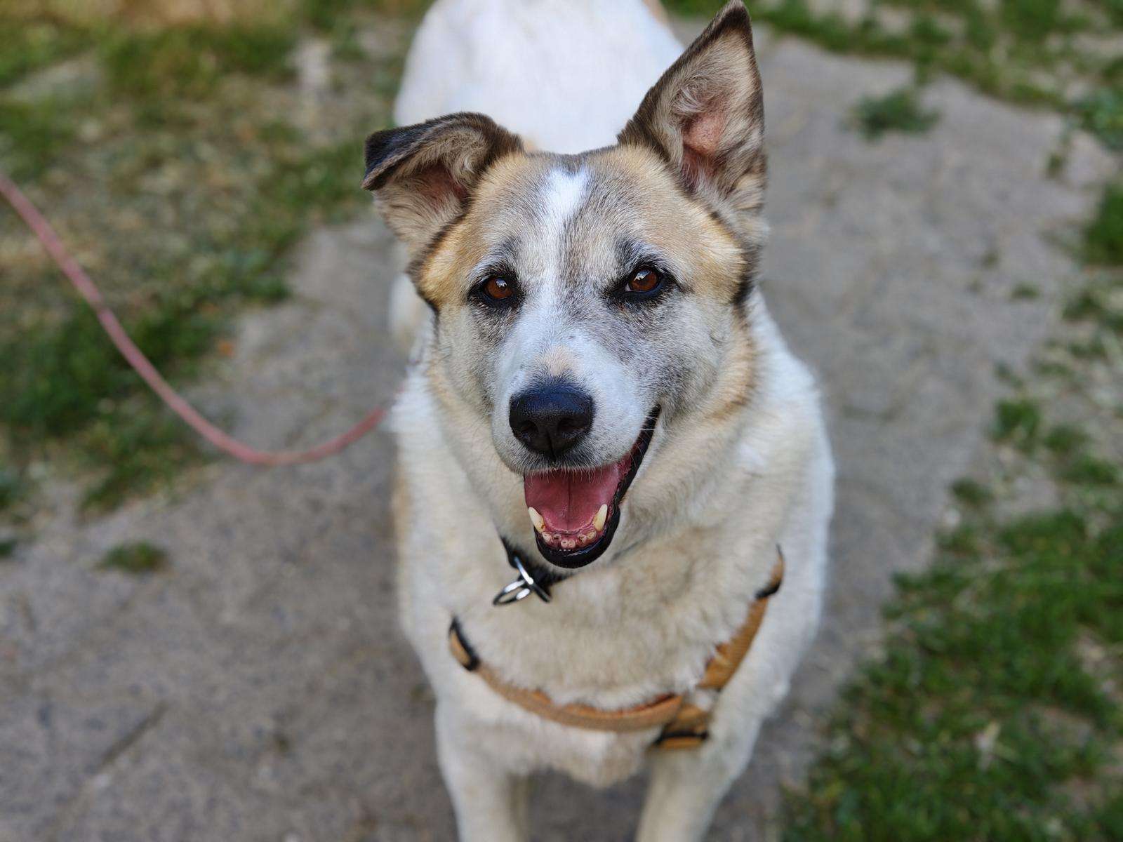 Hund Brenda Zuhause gesucht Tierheim Hoffnung für Tiere