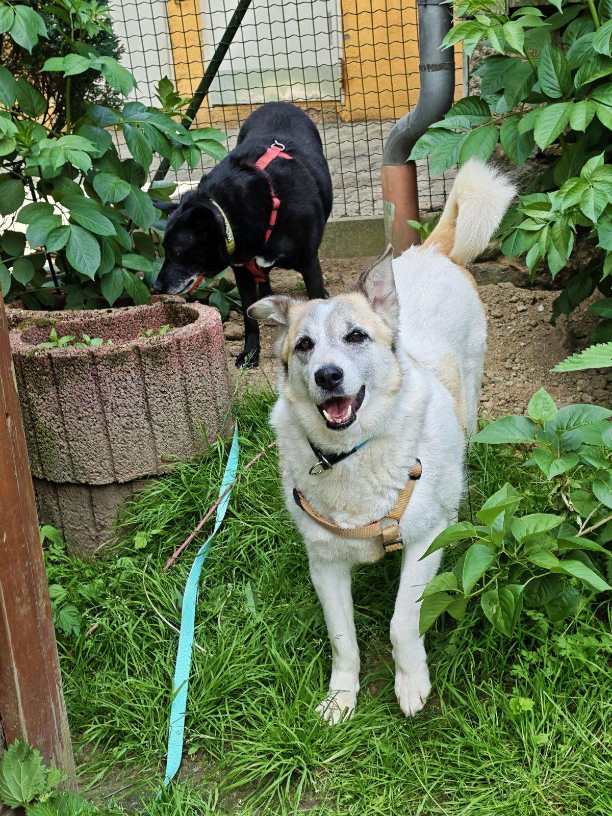 Hund Brenda Zuhause gesucht Tierheim Hoffnung für Tiere