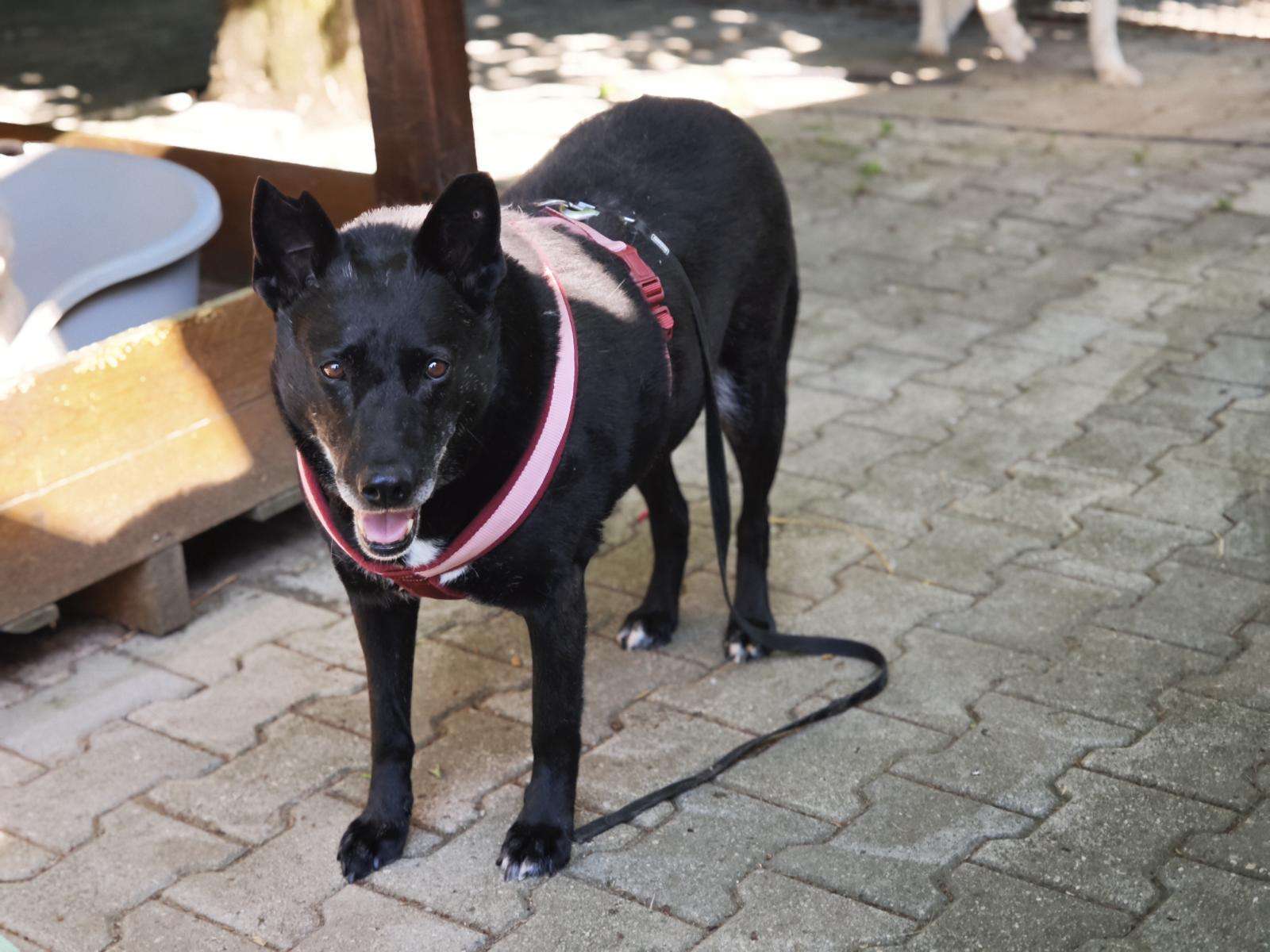 Hund Buna Zuhause gesucht Tierheim Hoffnung für Tiere