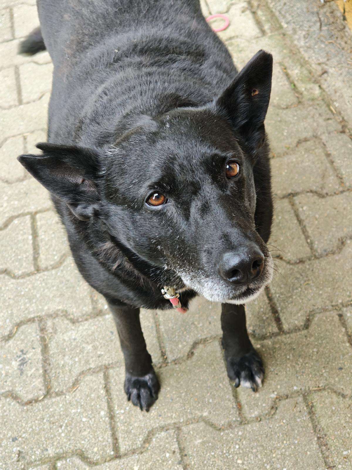 Hund Buna Zuhause gesucht Tierheim Hoffnung für Tiere