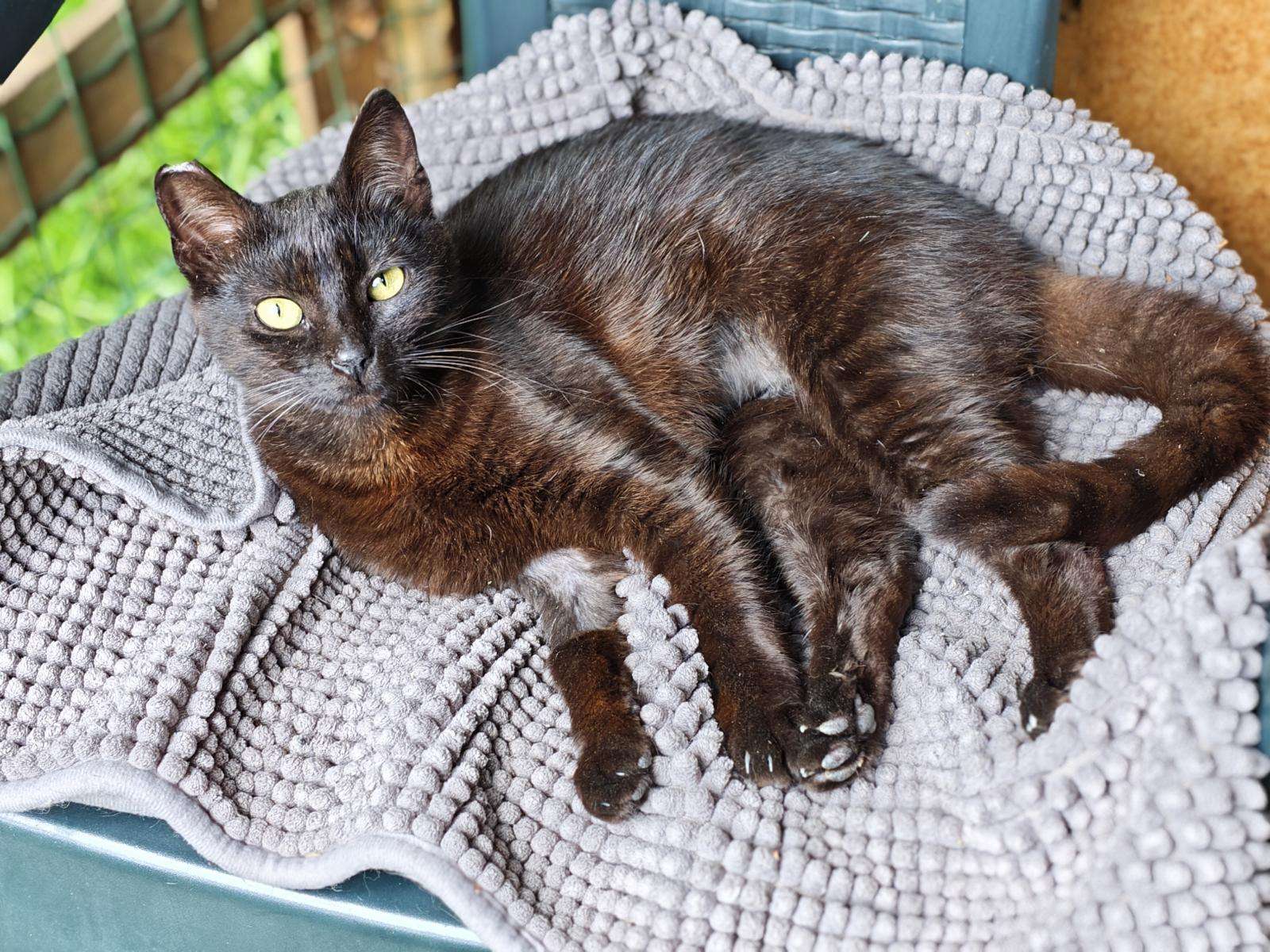 Cayenne_64_26 (1) Katze Cayenne Zuhause gesucht Tierheim Hoffnung für Tiere