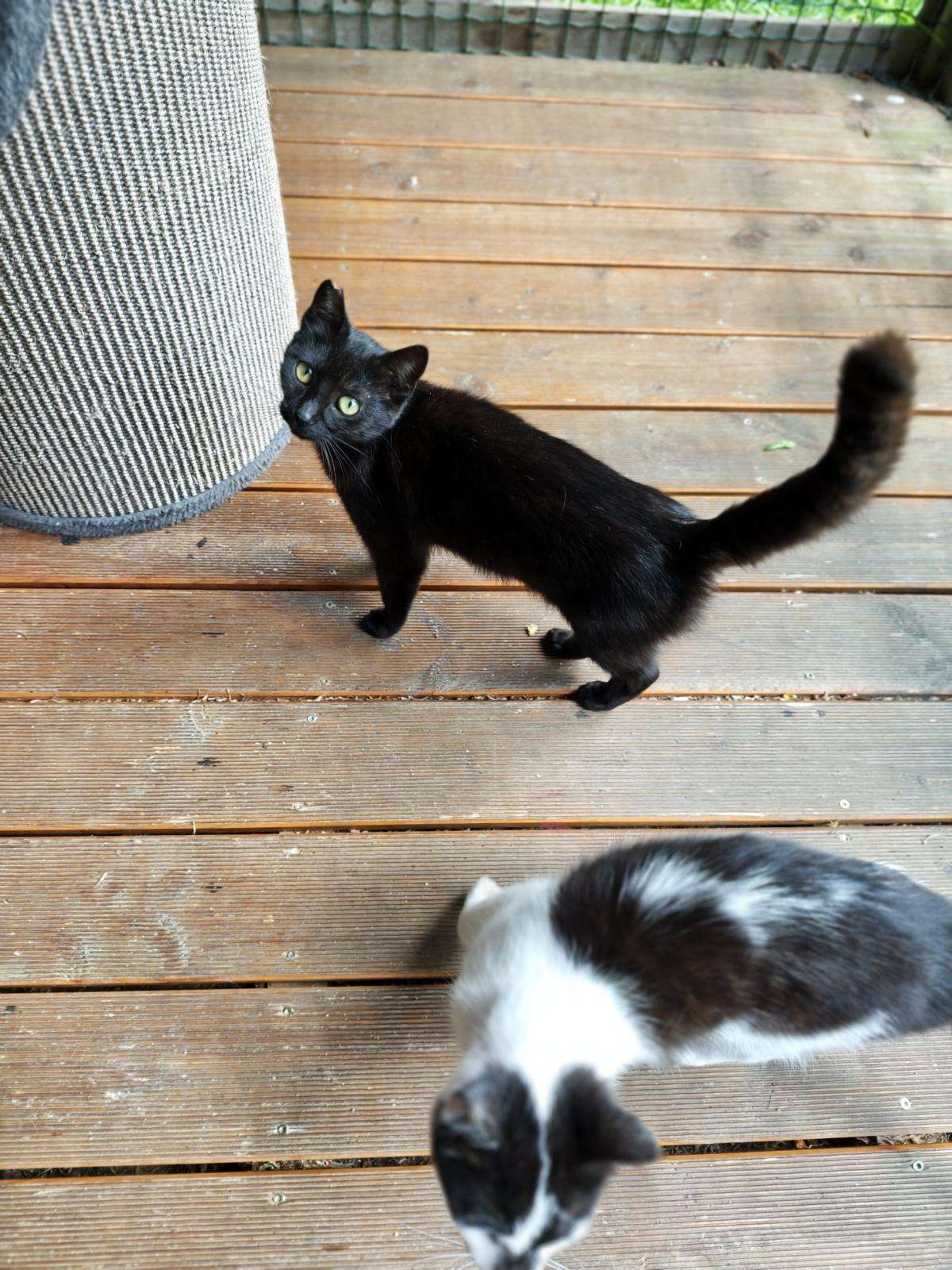 Cayenne_64_26 (3) Katze Cayenne Zuhause gesucht Tierheim Hoffnung für Tiere