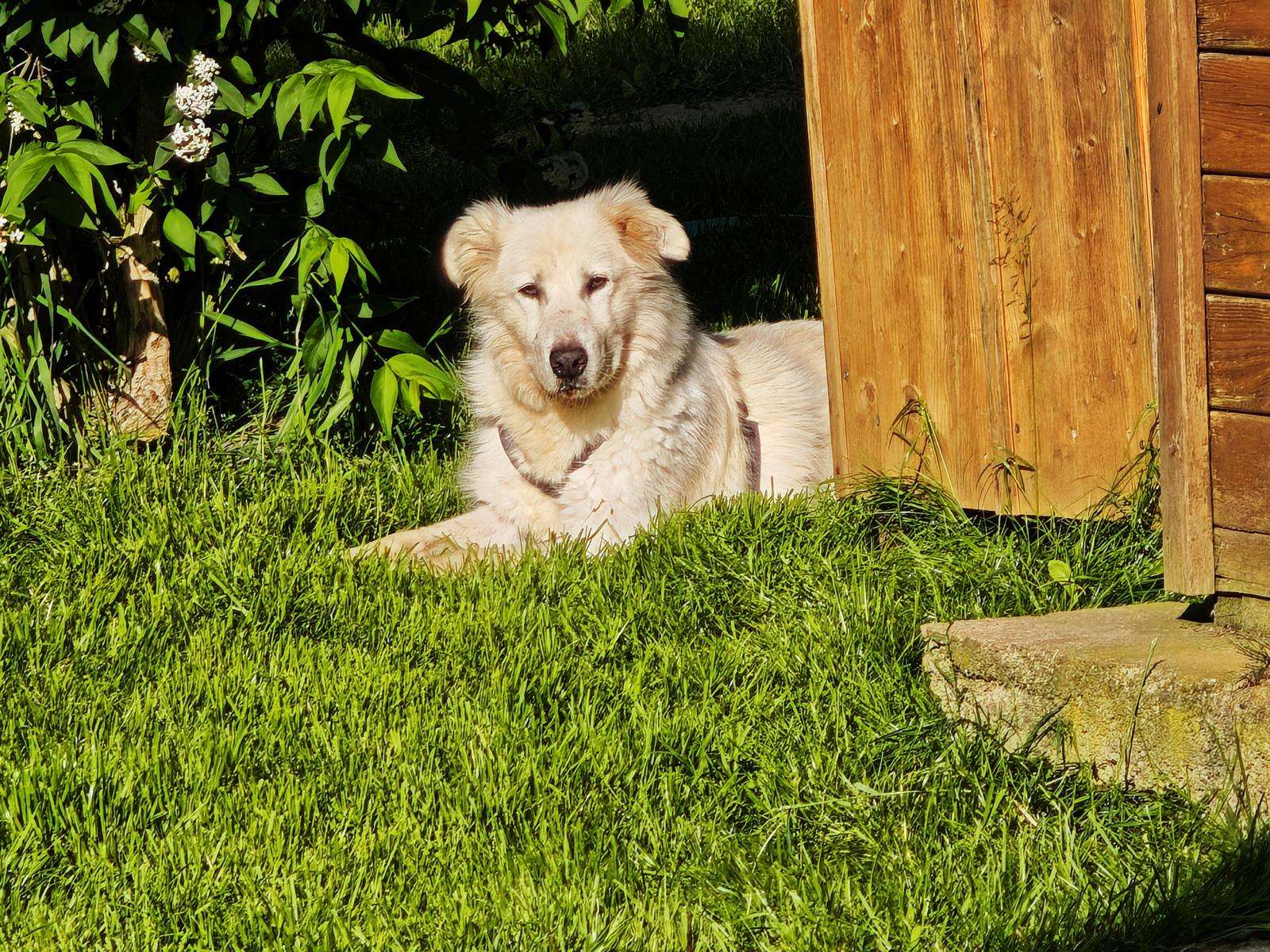 Hund Eila Zuhause gesucht Tierheim Hoffnung für Tiere