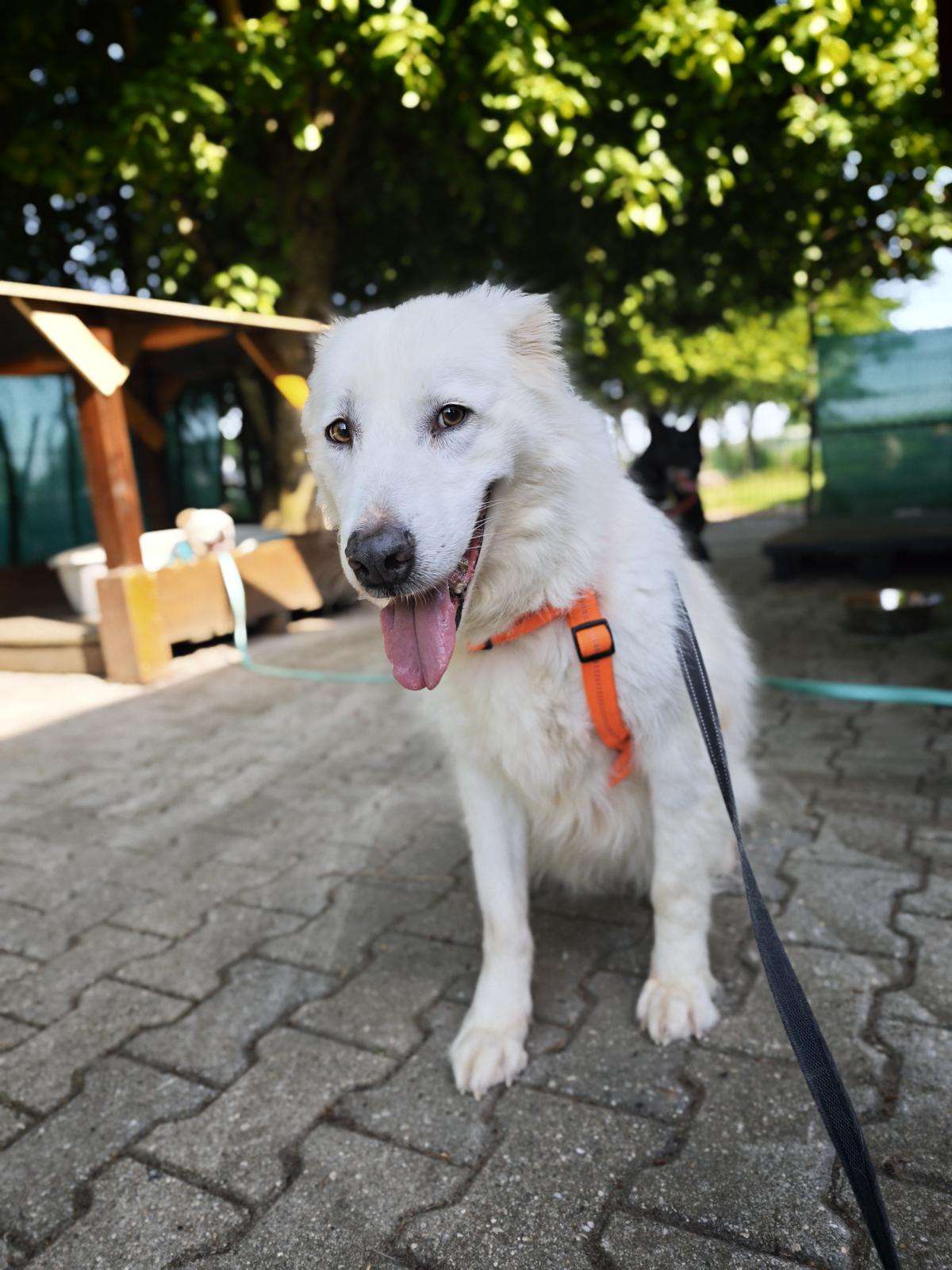 Hund Eila Zuhause gesucht Tierheim Hoffnung für Tiere