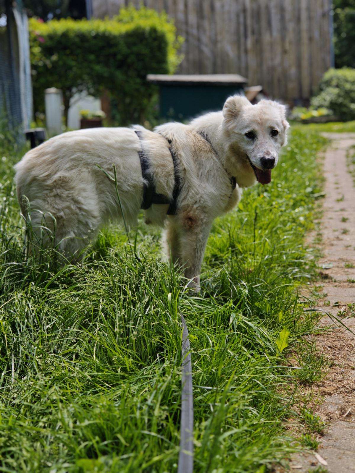 Hund Eila Zuhause gesucht Tierheim Hoffnung für Tiere