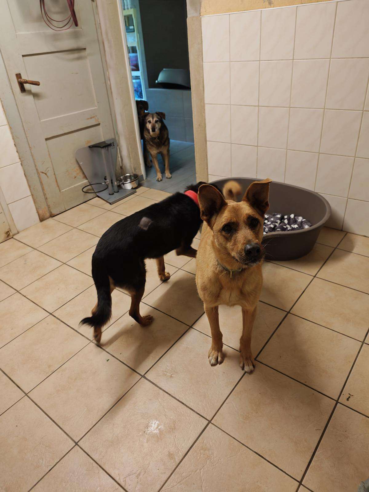 Exa_157_25_2605 (23) Hund Exa Zuhause gesucht Tierheim Hoffnung für Tiere