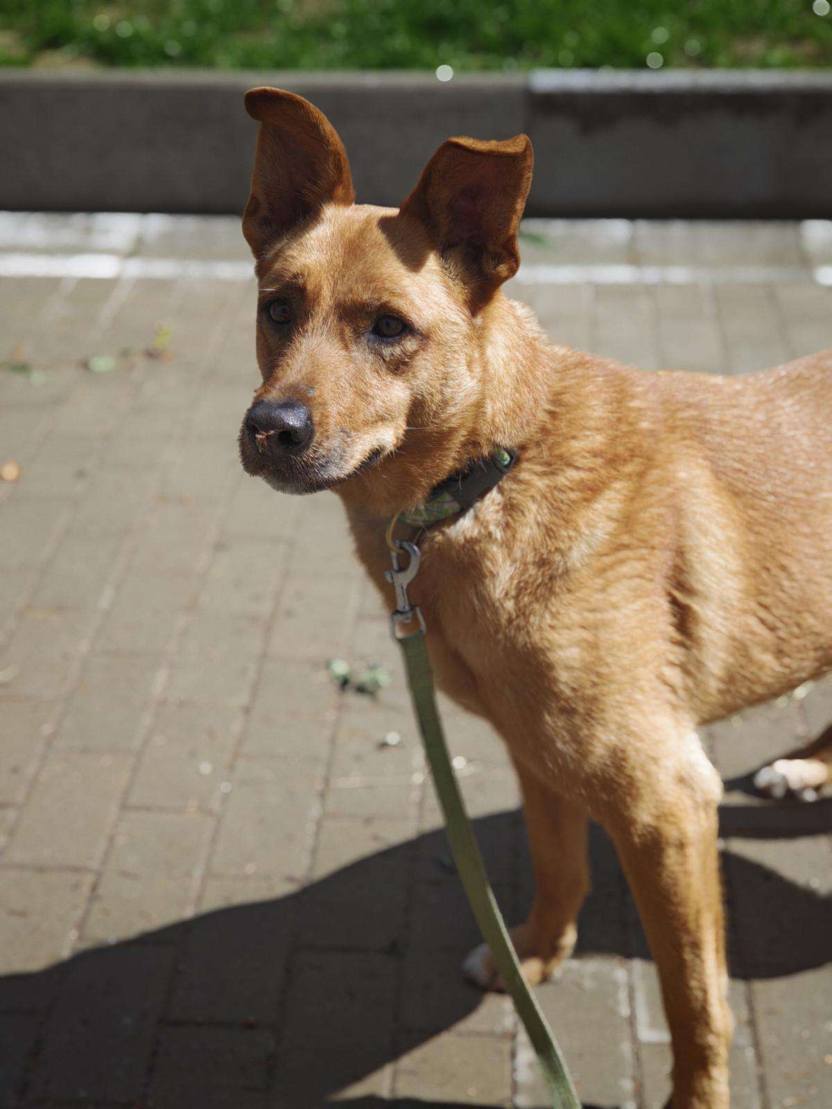 Exa_157_25_2605 (7) Hund Exa Zuhause gesucht Tierheim Hoffnung für Tiere