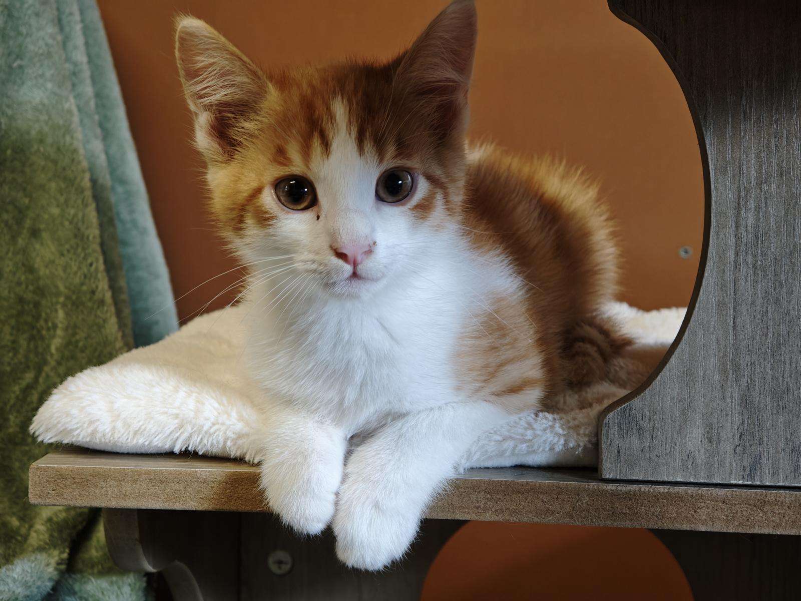 Katze Fridolin Zuhause gesucht Tierheim Hoffnung für Tiere