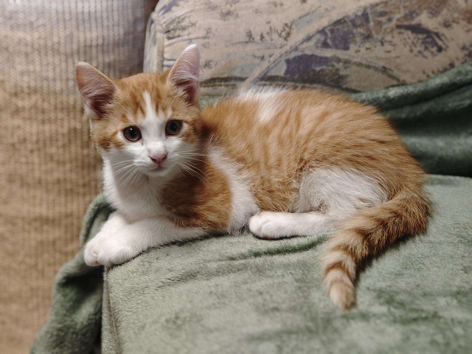 Katze Fridolin Zuhause gesucht Tierheim Hoffnung für Tiere
