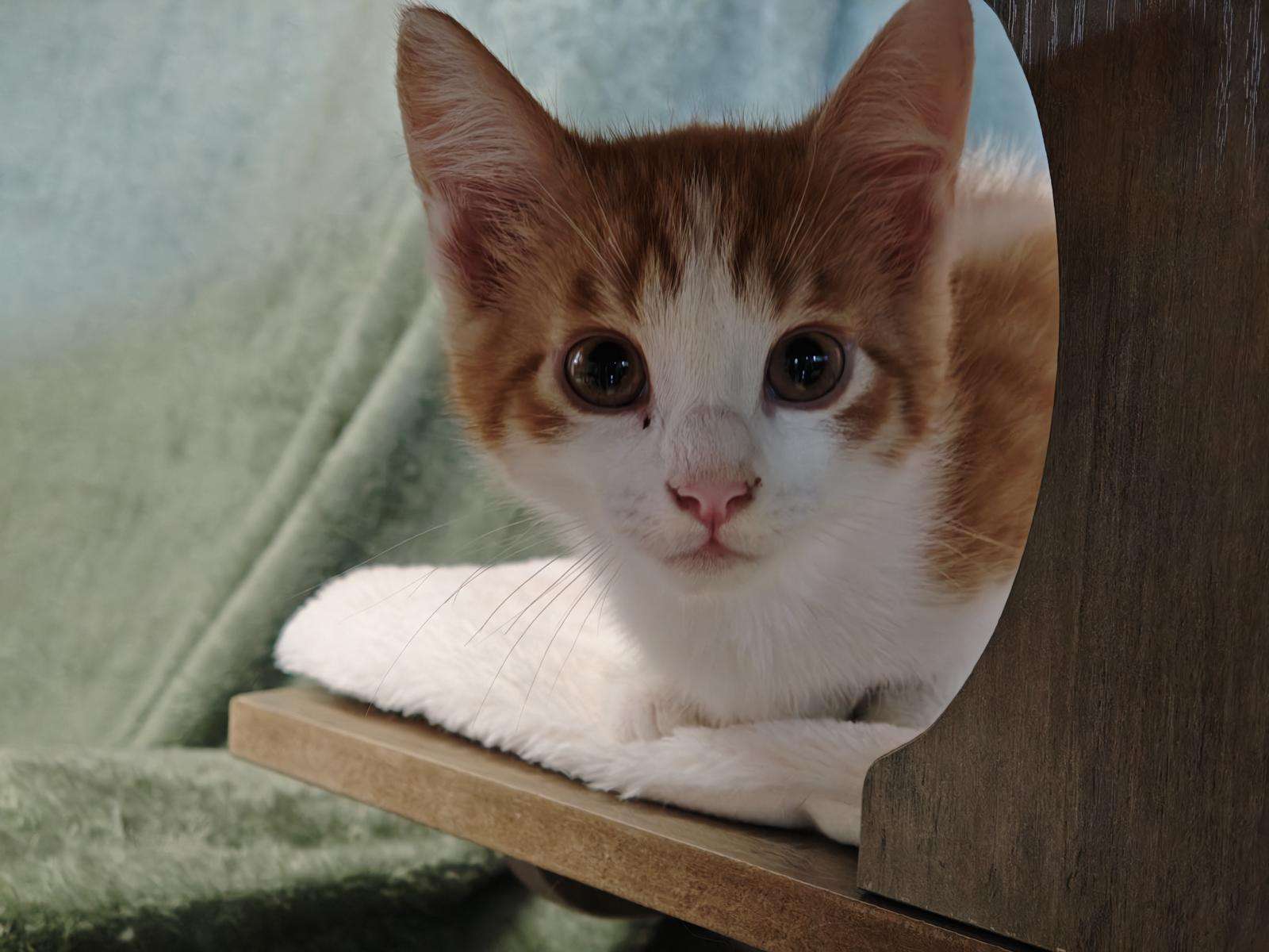 Katze Fridolin Zuhause gesucht Tierheim Hoffnung für Tiere