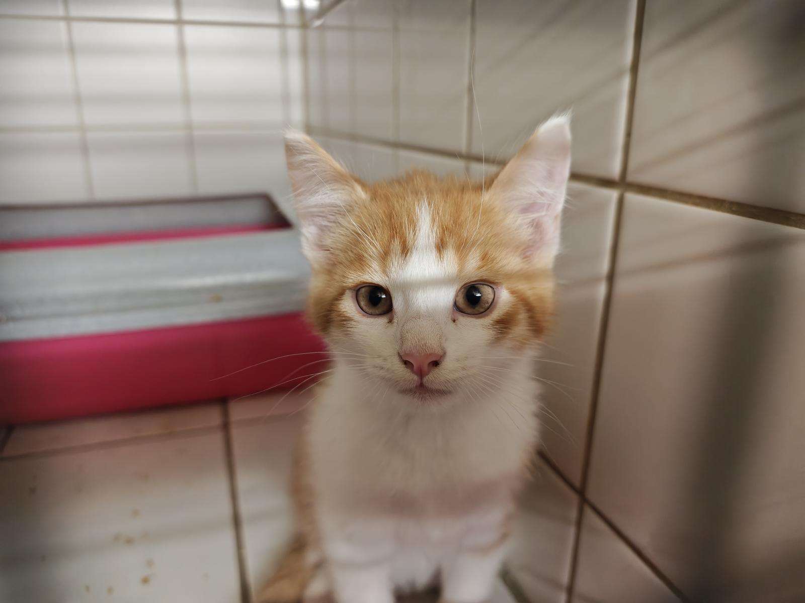 Katze Fridolin Zuhause gesucht Tierheim Hoffnung für Tiere