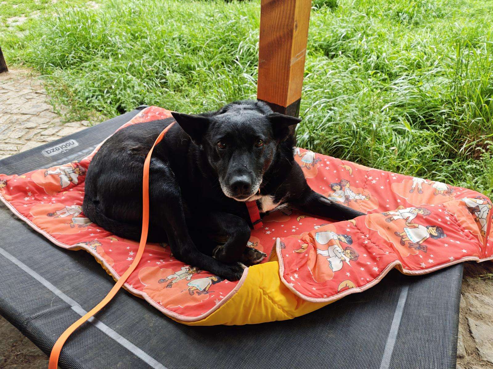 Hund Buna Zuhause gesucht Tierheim Hoffnung für Tiere