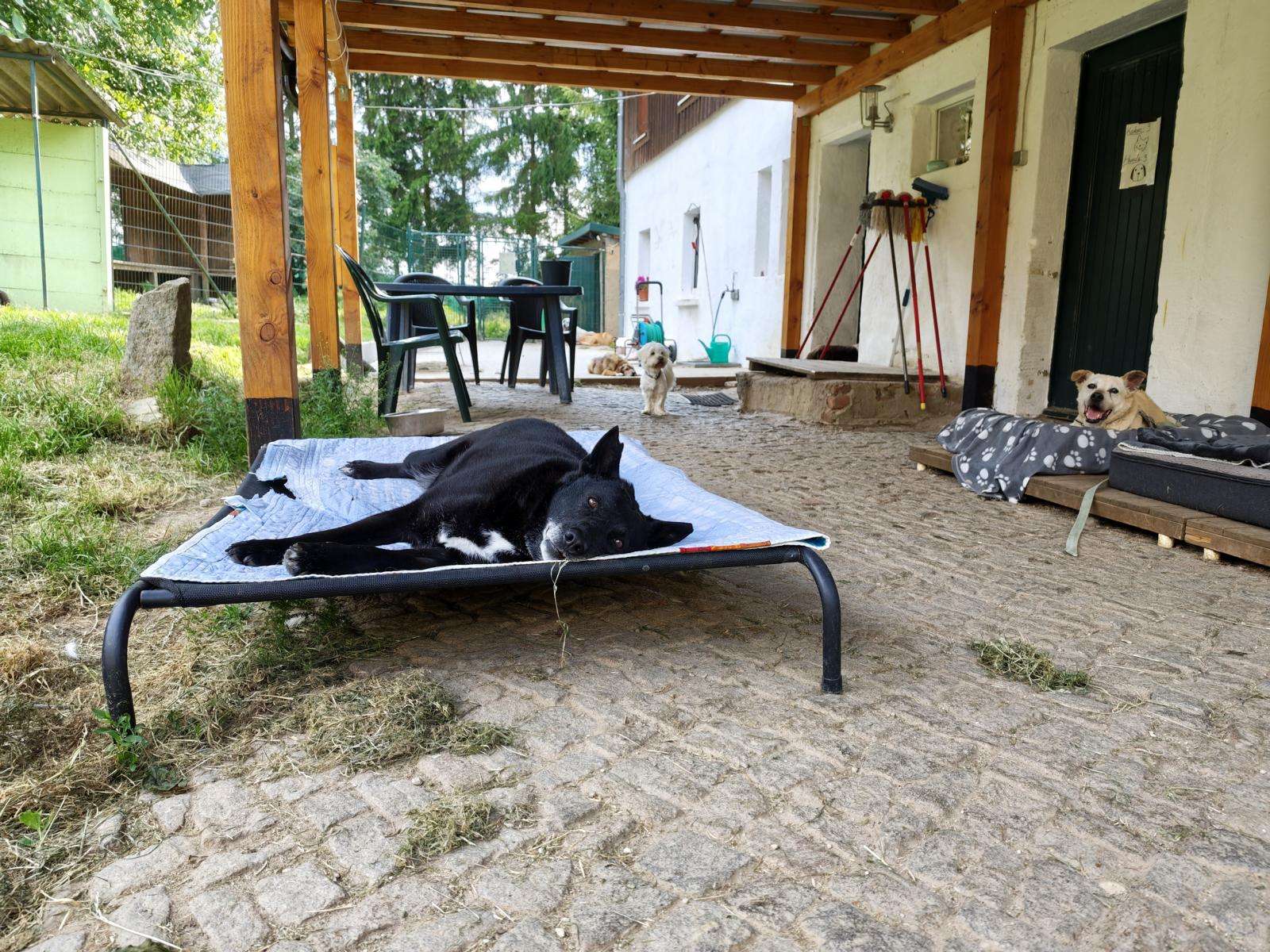 Hund Buna Zuhause gesucht Tierheim Hoffnung für Tiere