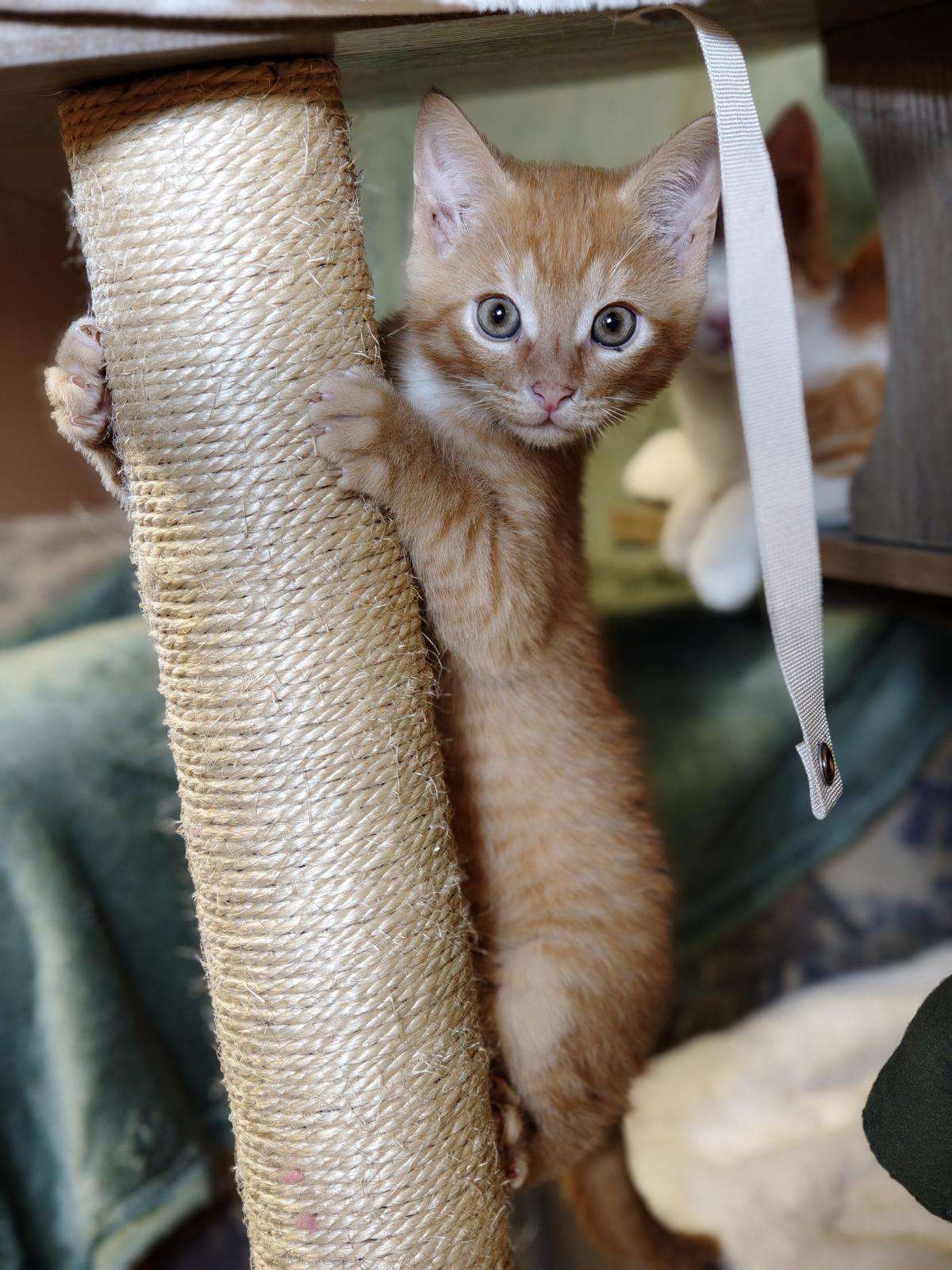 Katze Ingo Zuhause gesucht Tierheim Hoffnung für Tiere