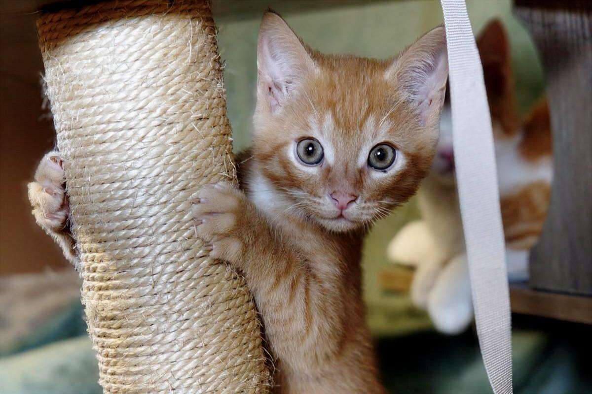 Katze Ingo Zuhause gesucht Tierheim Hoffnung für Tiere
