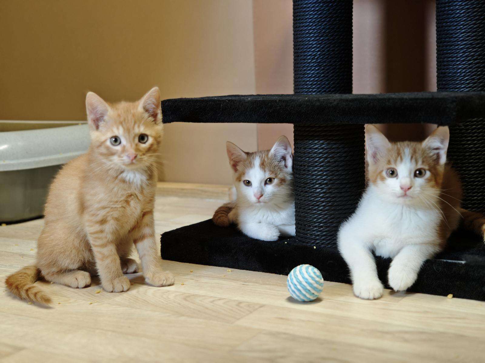 Katze Fridolin Zuhause gesucht Tierheim Hoffnung für Tiere