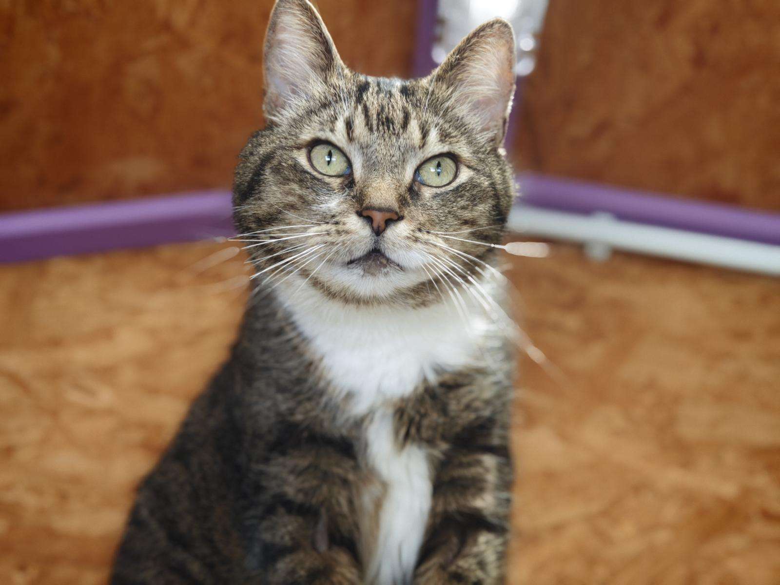 Katzen Kiba Zuhause gesucht Tierheim Hoffnung für Tiere