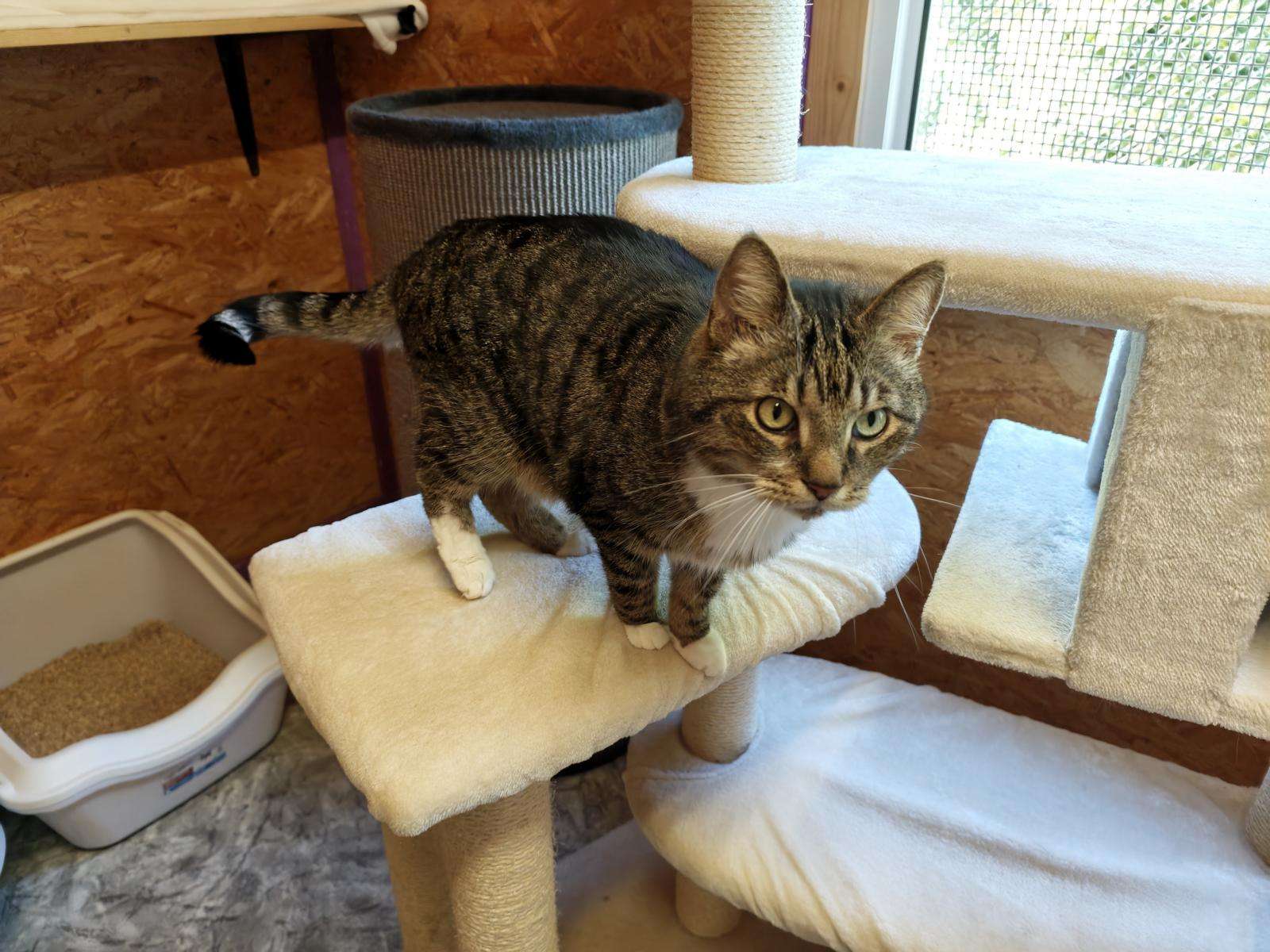 Katzen Kiba Zuhause gesucht Tierheim Hoffnung für Tiere