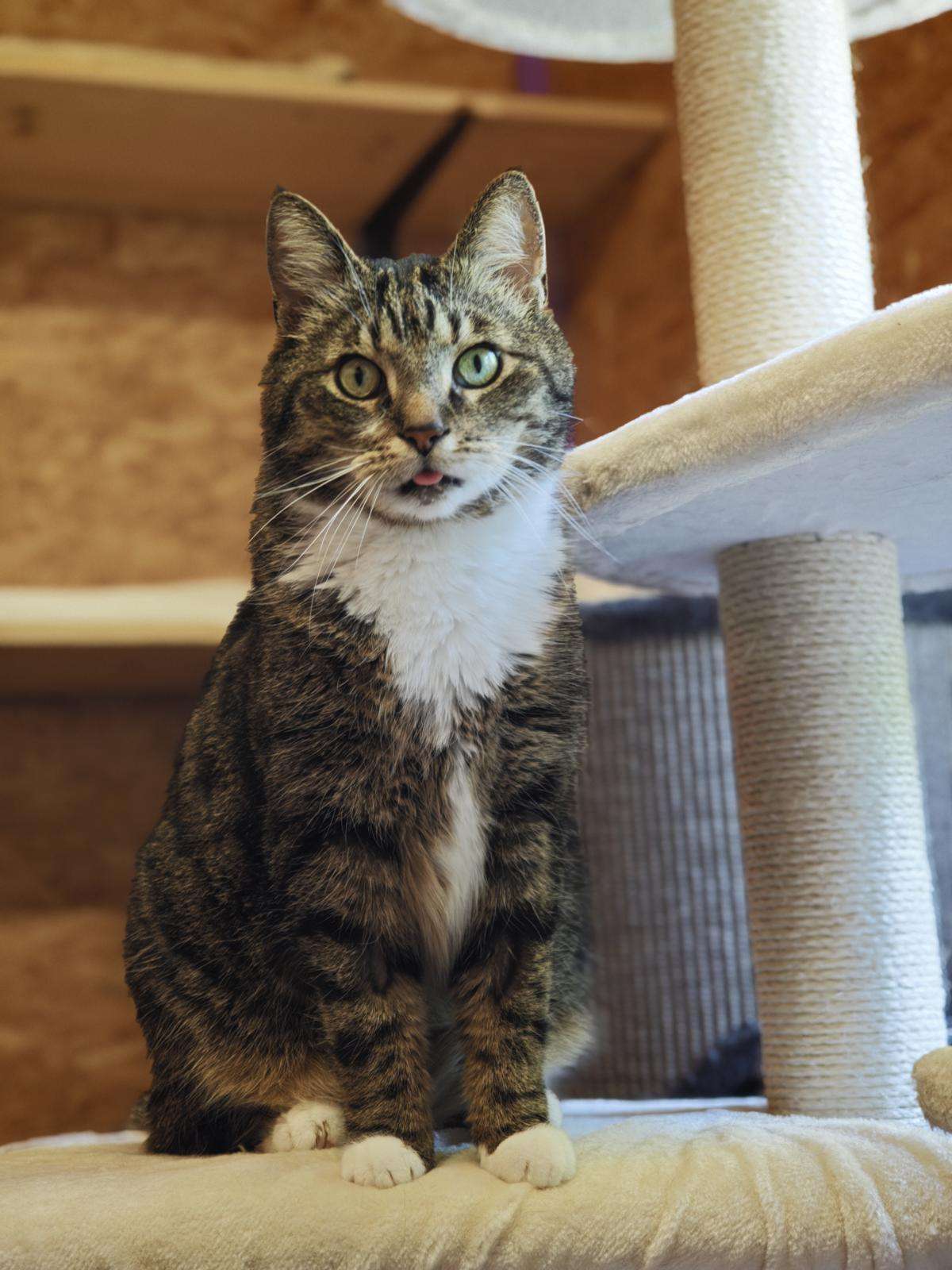 Katzen Kiba Zuhause gesucht Tierheim Hoffnung für Tiere