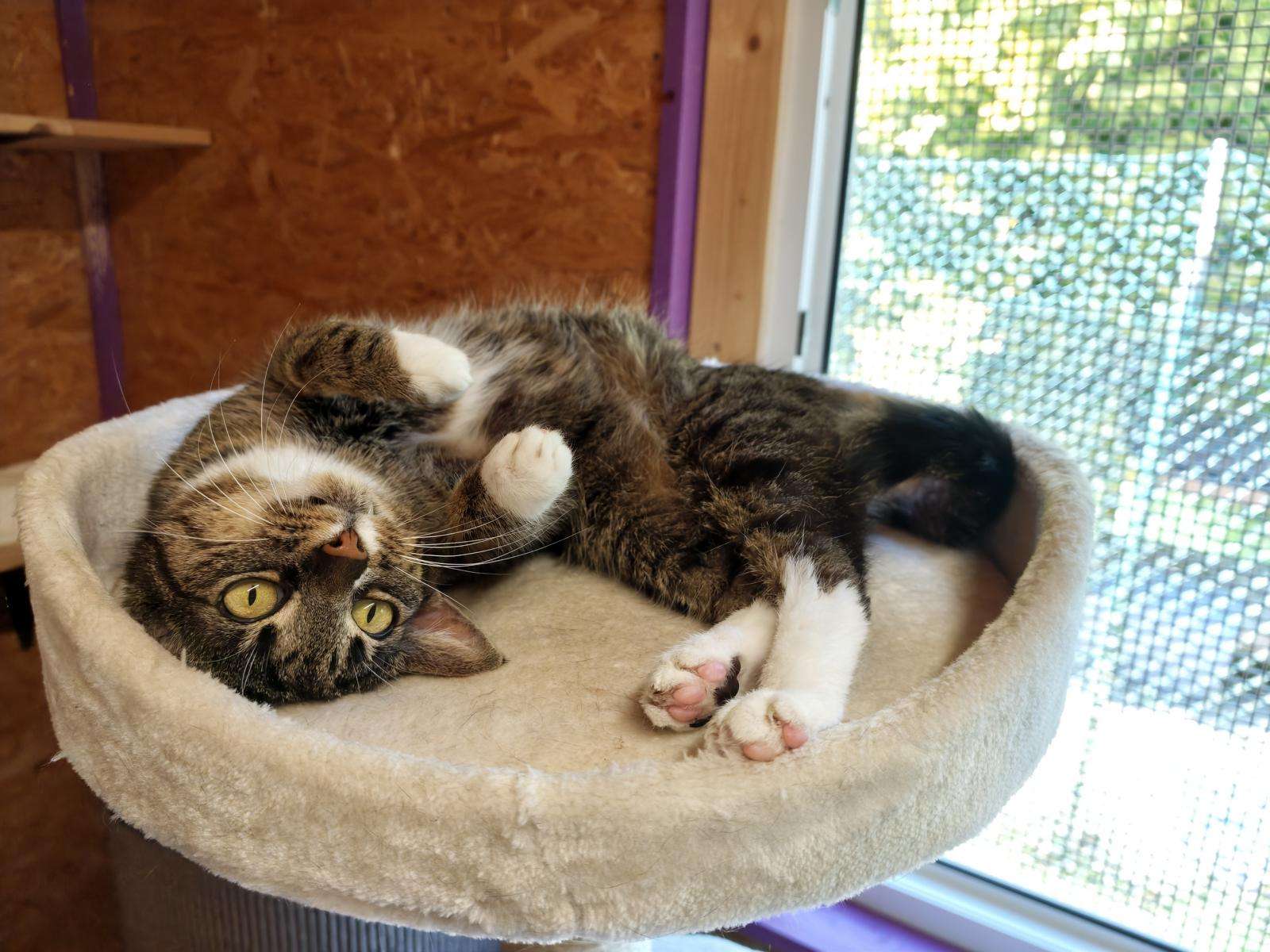Katzen Mali Zuhause gesucht Tierheim Hoffnung für Tiere