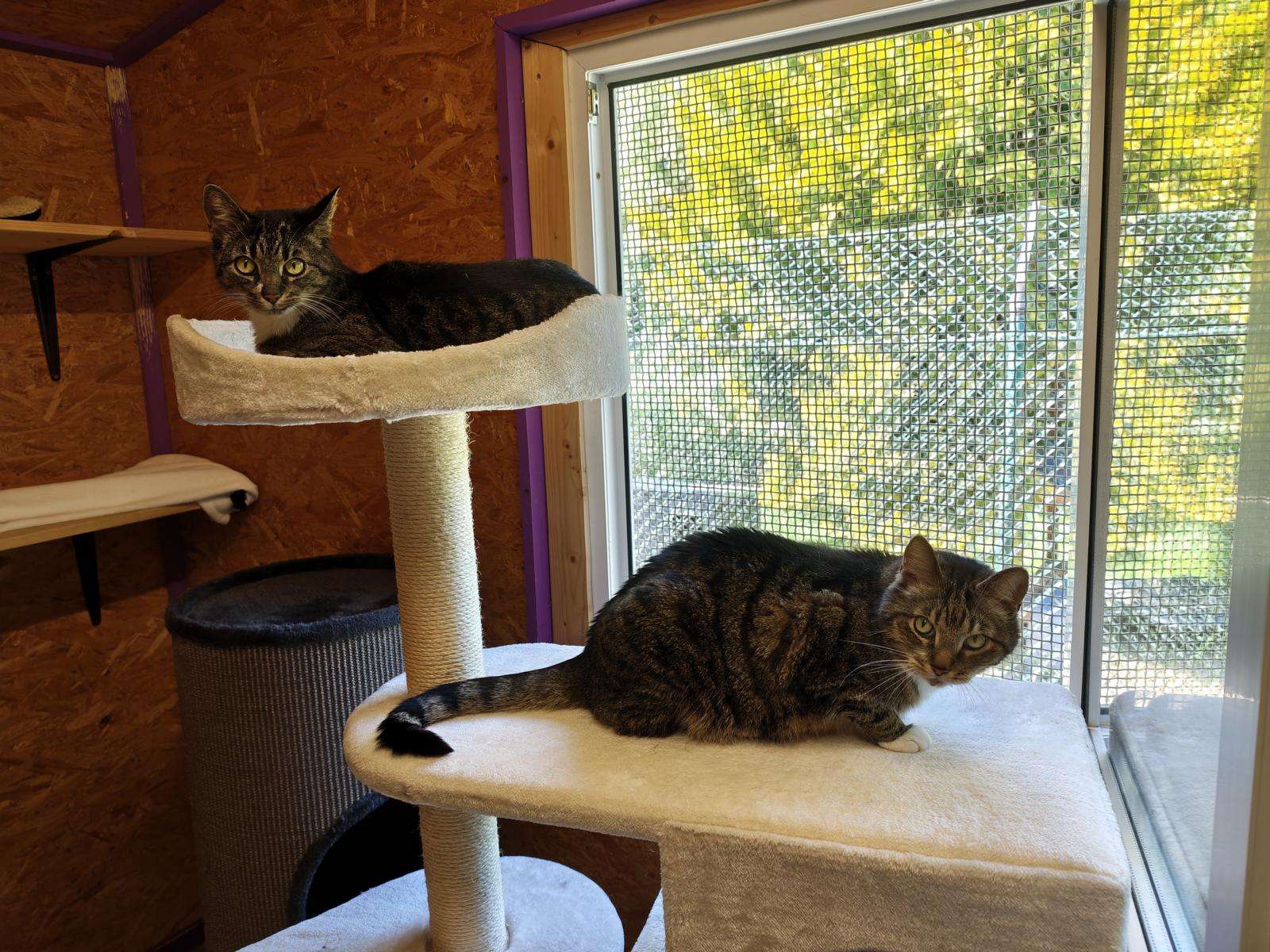 Katzen Kiba Mali Zuhause gesucht Tierheim Hoffnung für Tiere