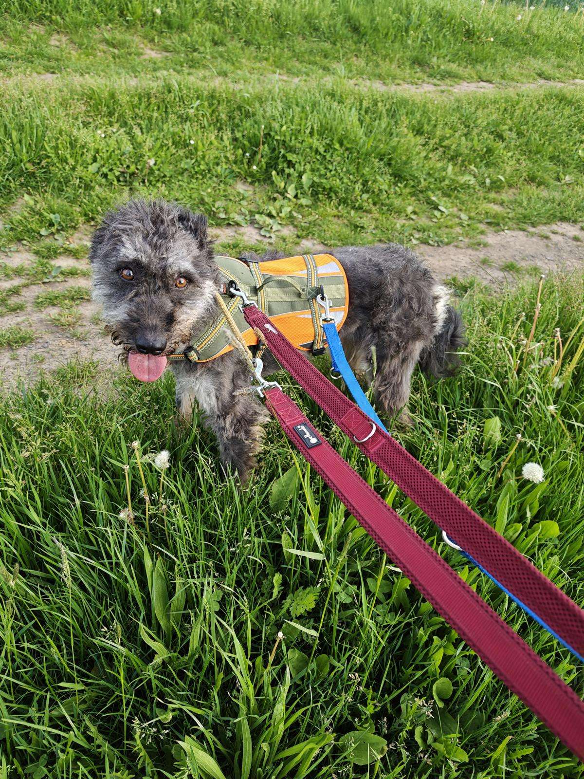 Hund Mia Zuhause gesucht Tierheim Hoffnung für Tiere