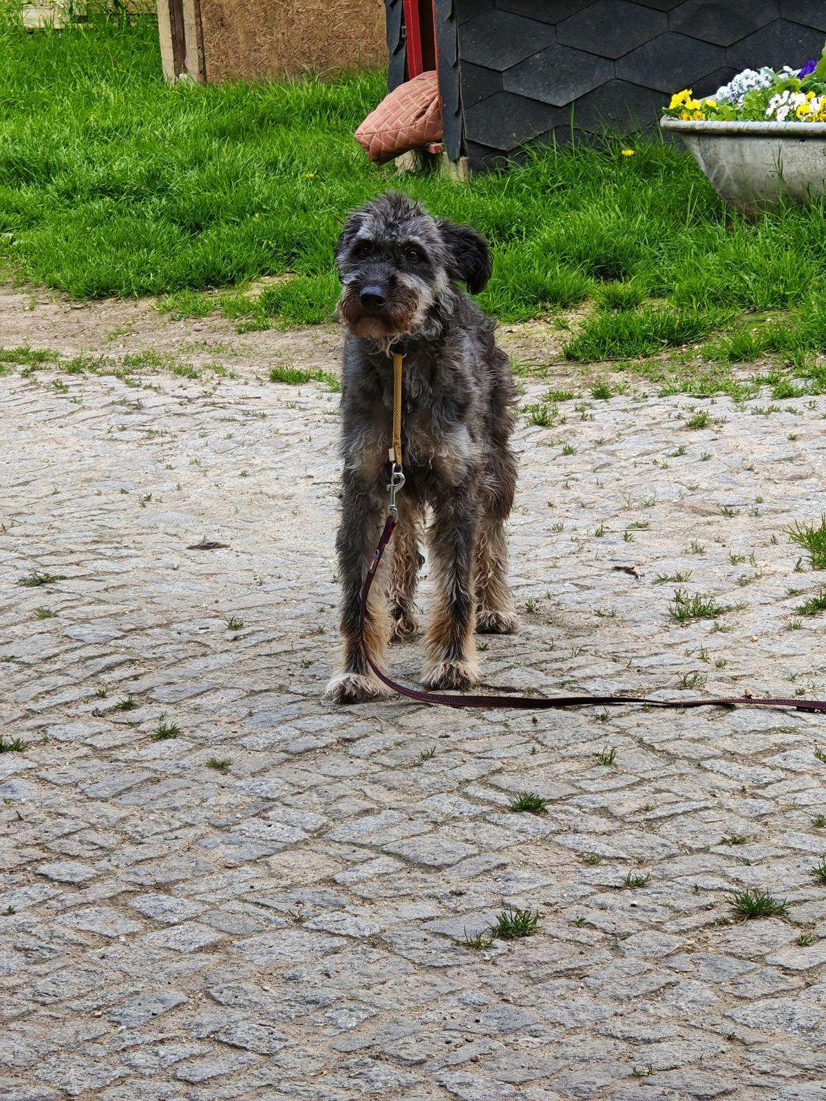 Hund Mia Zuhause gesucht Tierheim Hoffnung für Tiere