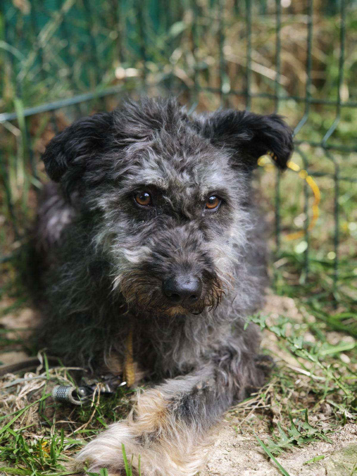 Hund Mia Zuhause gesucht Tierheim Hoffnung für Tiere