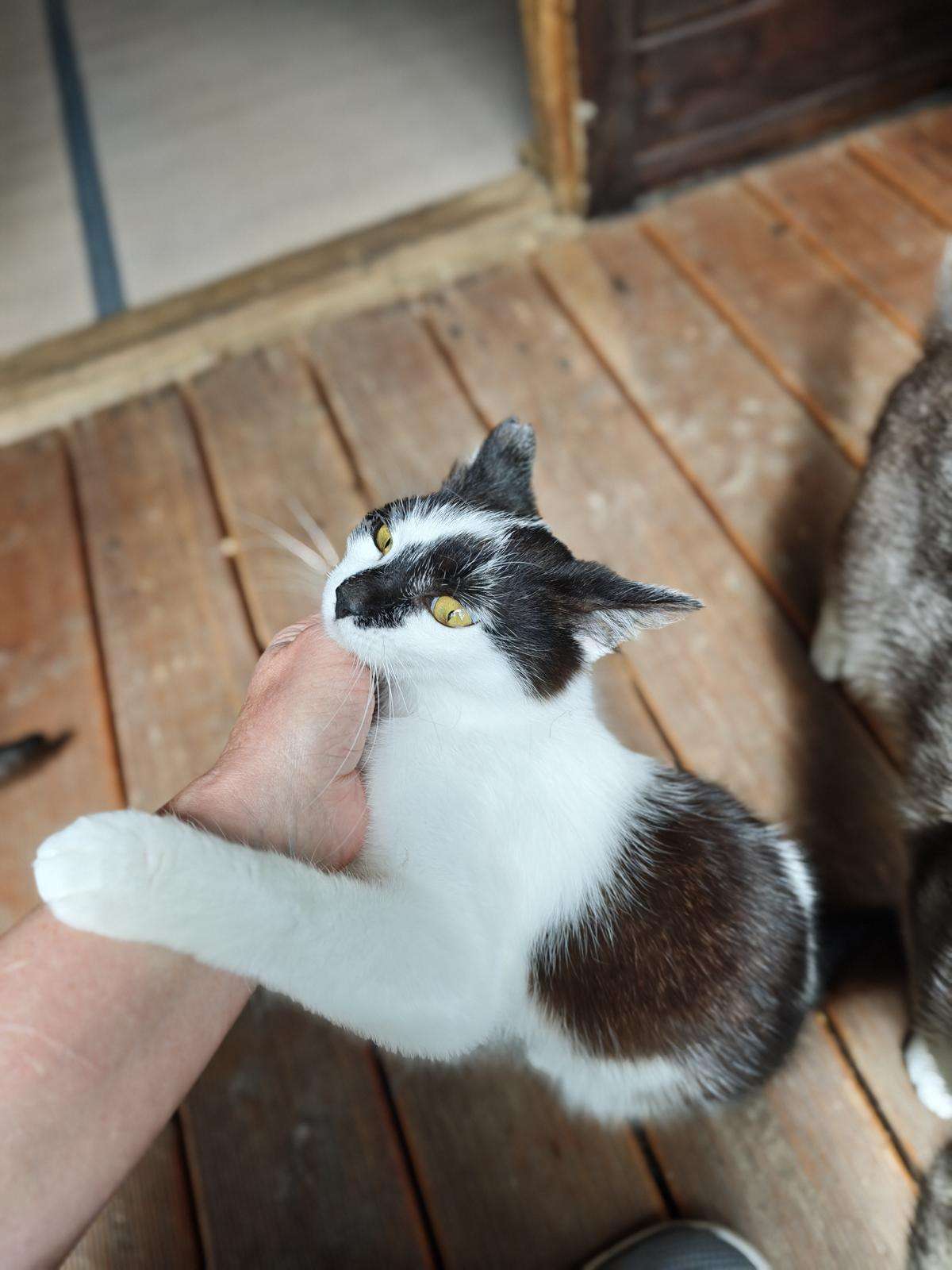 Piri-Piri_61_26 (2) Kater Piri-Piri Zuhause gesucht Tierheim Hoffnung für Tiere
