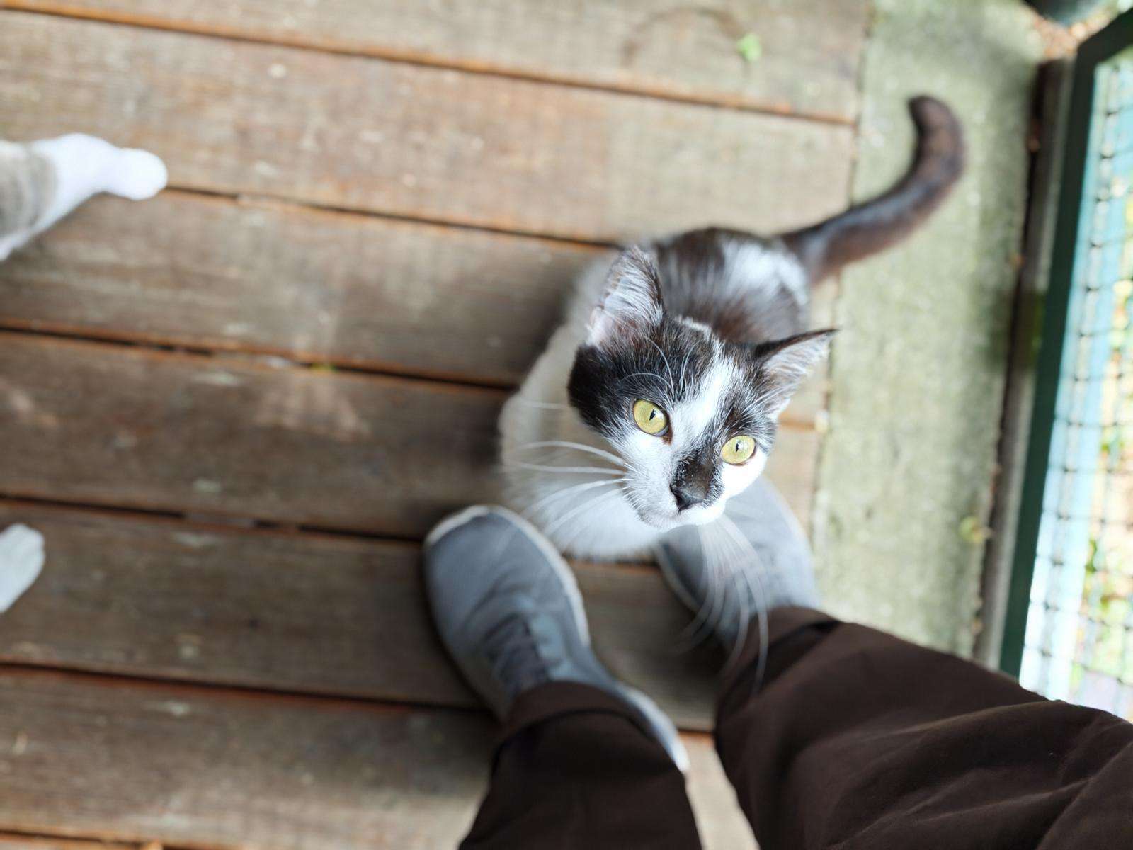 Piri-Piri_61_26 Kater Piri-Piri Zuhause gesucht Tierheim Hoffnung für Tiere