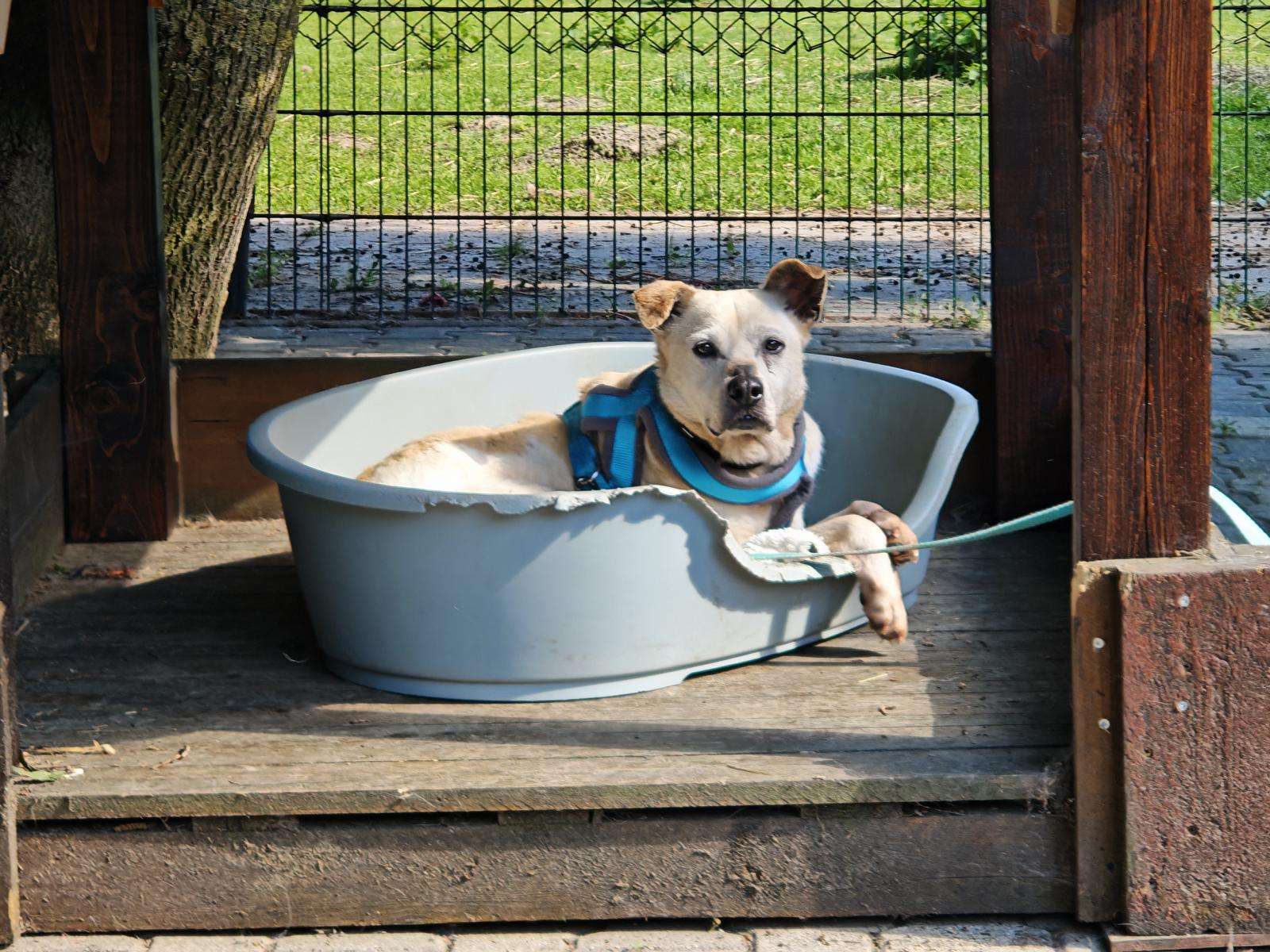 Hund Quentin Zuhause gesucht Tierheim Hoffnung für Tiere