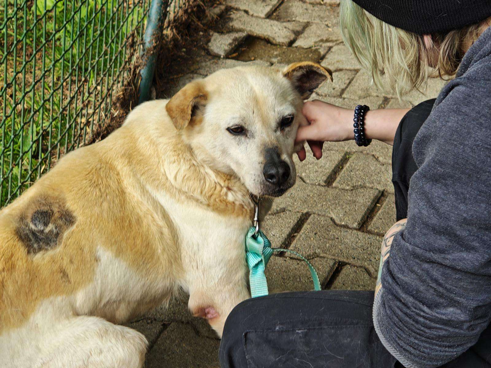 Quentin_60_26 (31) Hund Quentin Zuhause gesucht Tierheim Hoffnung für Tiere