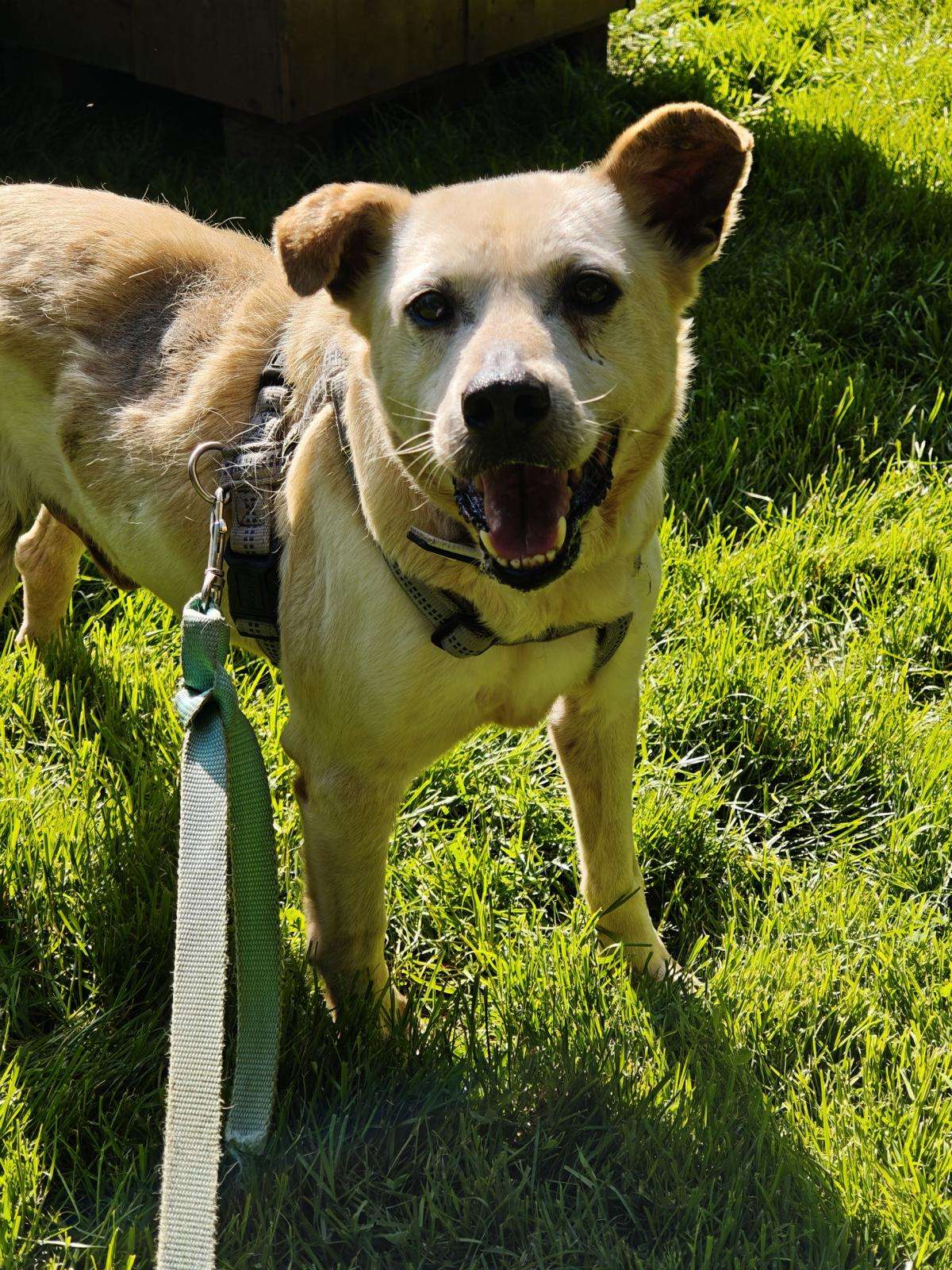 Quentin_60_26 (9) Hund Quentin Zuhause gesucht Tierheim Hoffnung für Tiere
