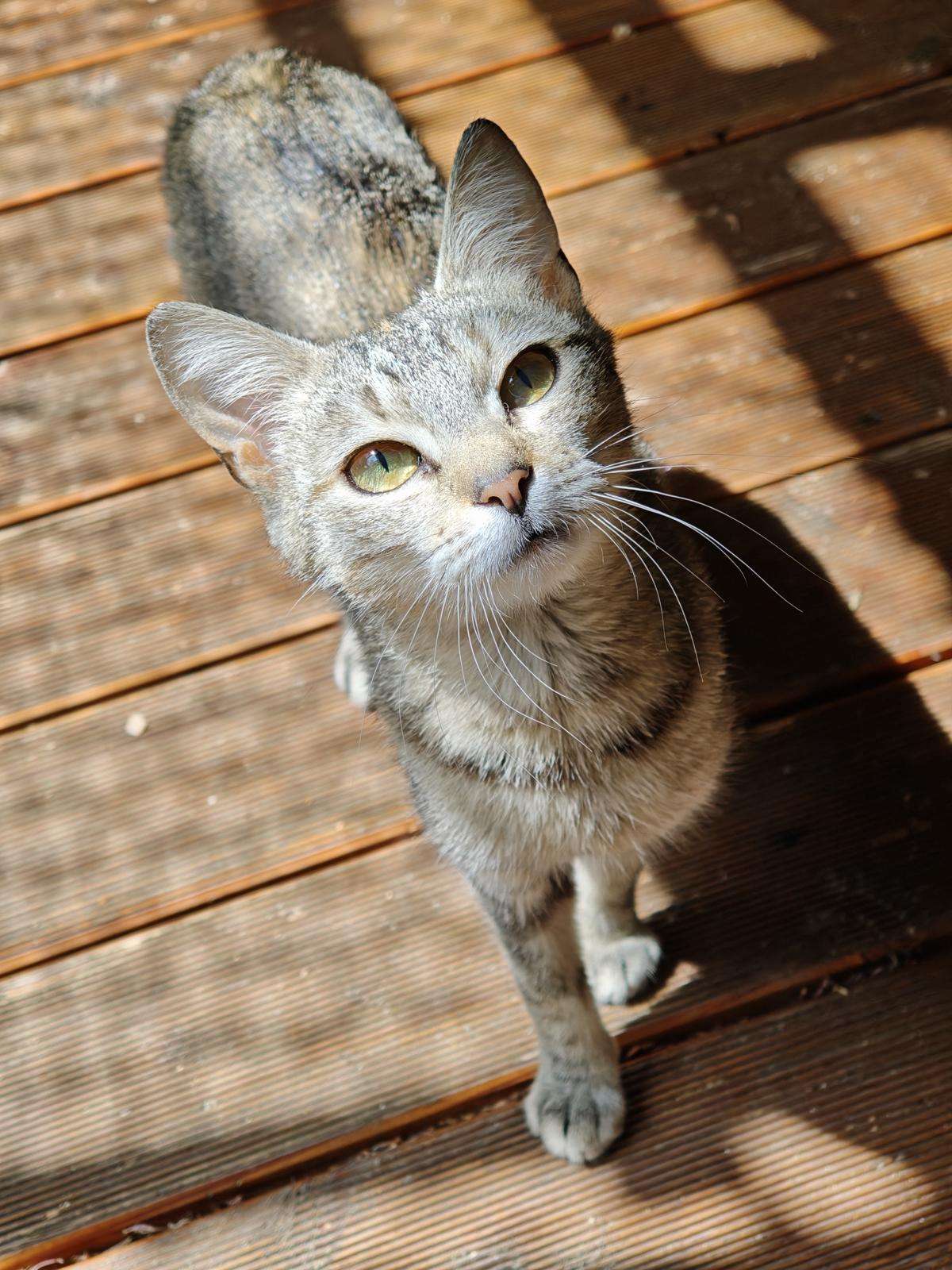 Katze Rosmarie Zuhause gesucht Tierheim Hoffnung für Tiere
