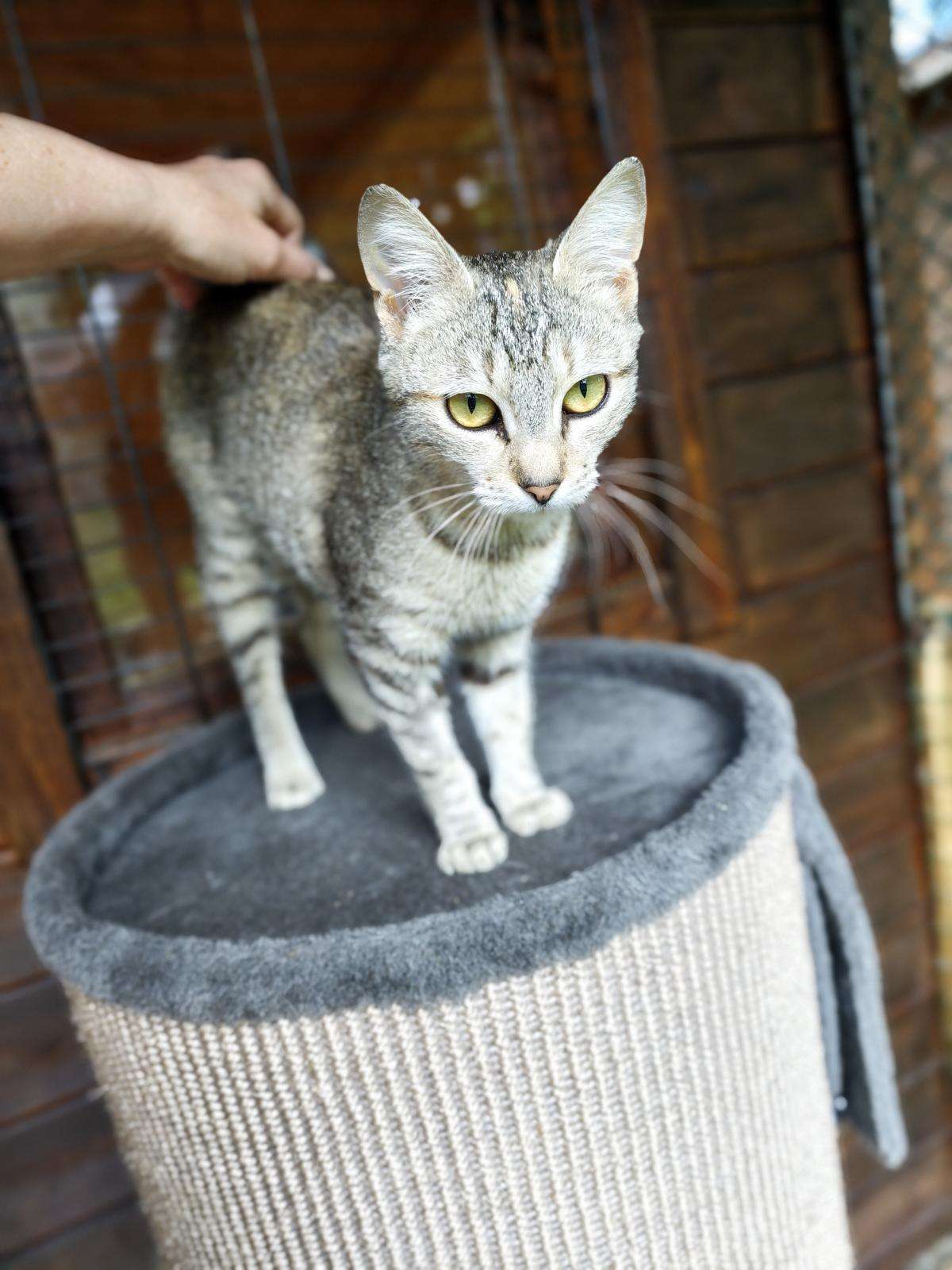 Katze Rosmarie Zuhause gesucht Tierheim Hoffnung für Tiere