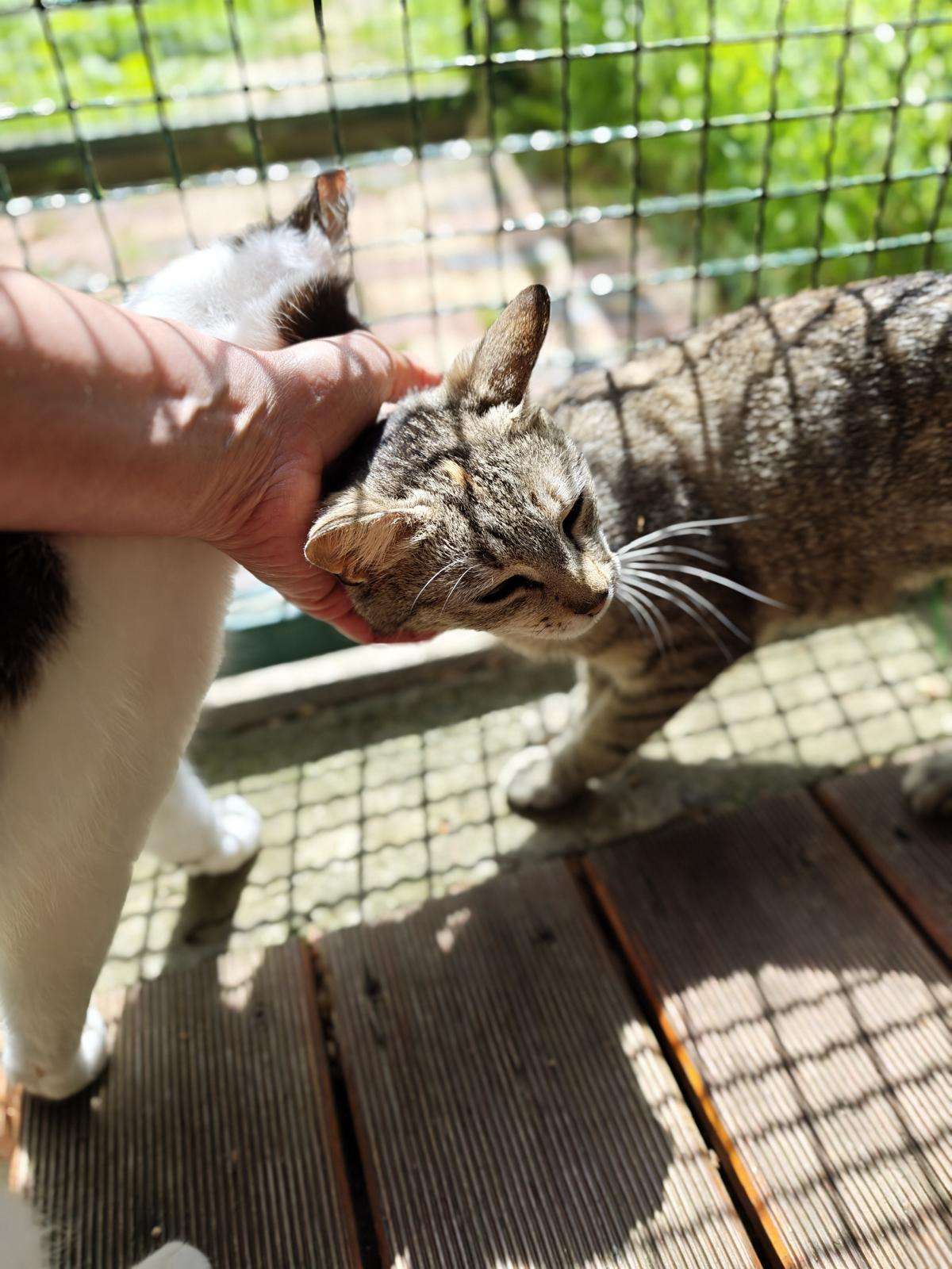 Katze Rosmarie Zuhause gesucht Tierheim Hoffnung für Tiere