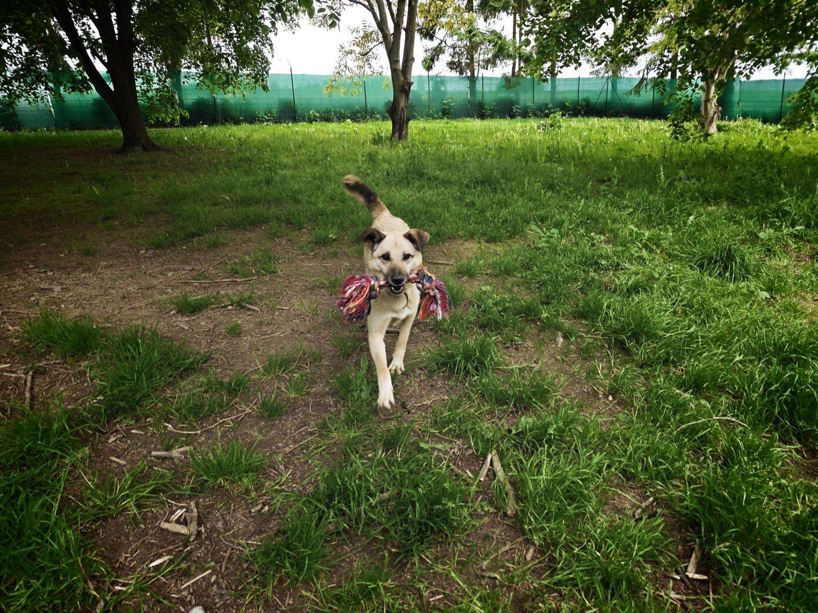 Tomka_49_26_2605 (11) Hund Mia Zuhause gesucht Tierheim Hoffnung für Tiere