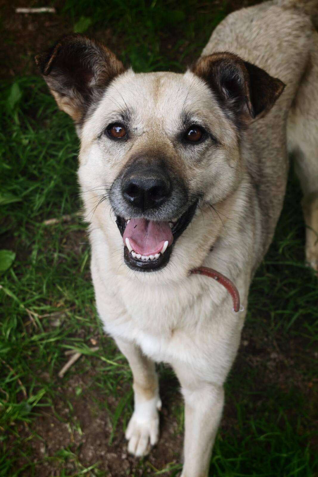 Tomka_49_26_2605 (16) Hund Tomka Zuhause gesucht Tierheim Hoffnung für Tiere