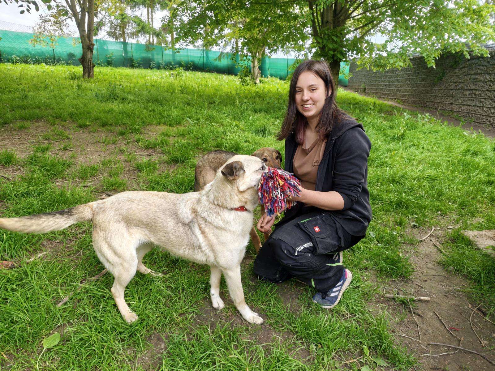 Tomka_49_26_2605 (2) Hund Tomka Zuhause gesucht Tierheim Hoffnung für Tiere