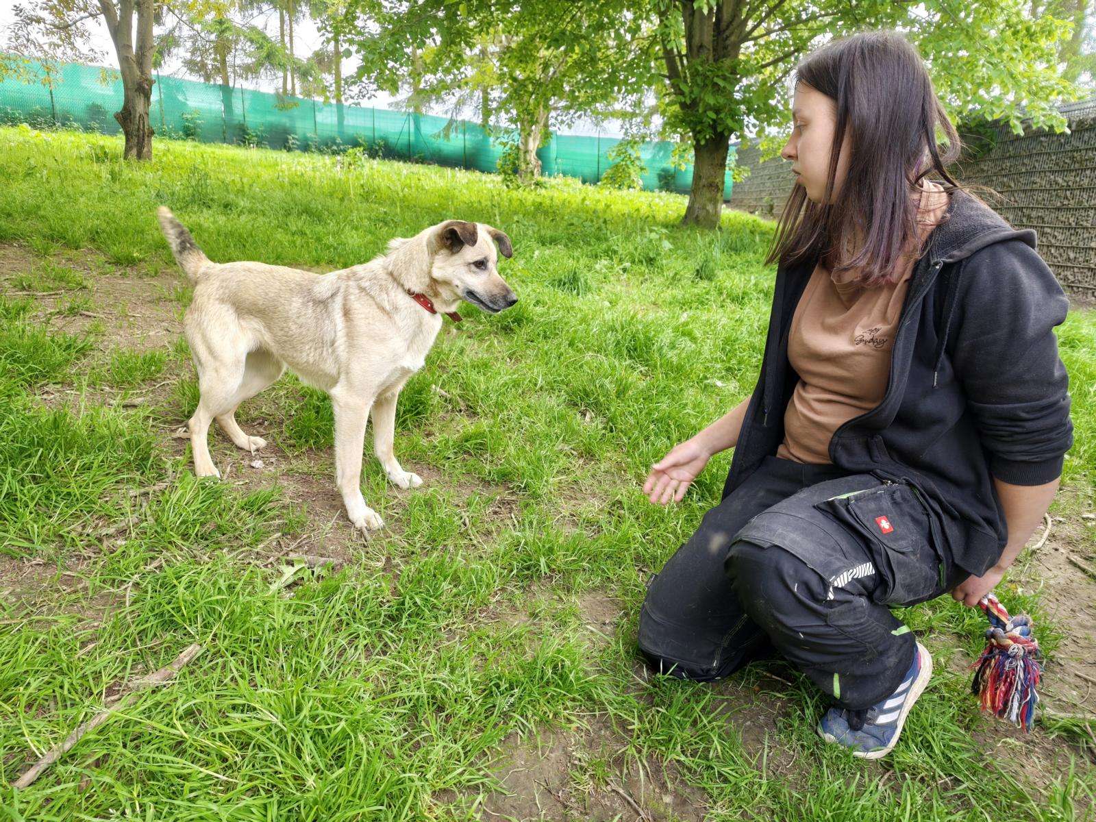 Tomka_49_26_2605 (3) Hund Tomka Zuhause gesucht Tierheim Hoffnung für Tiere