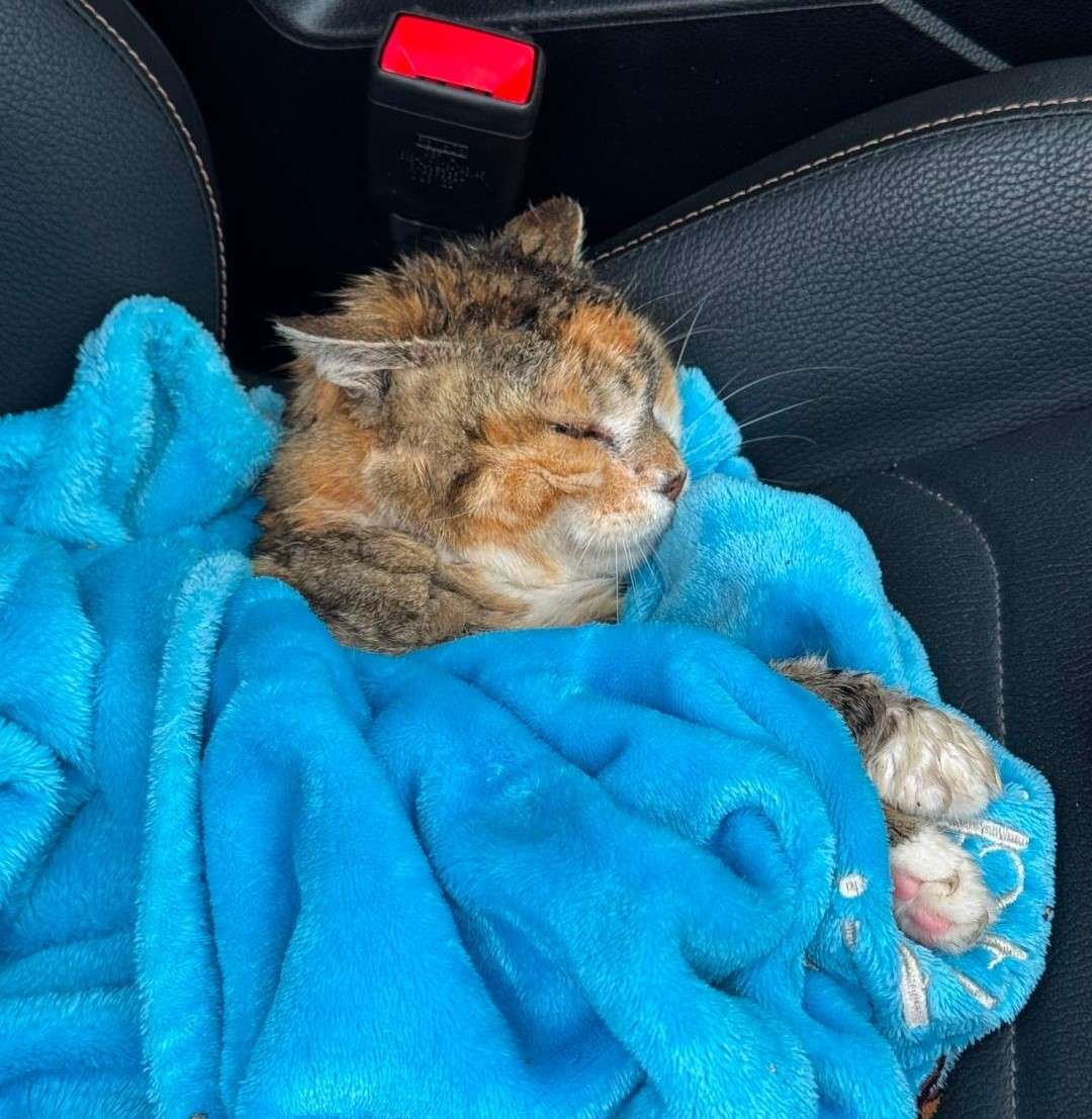 Verletzte Fundkatze