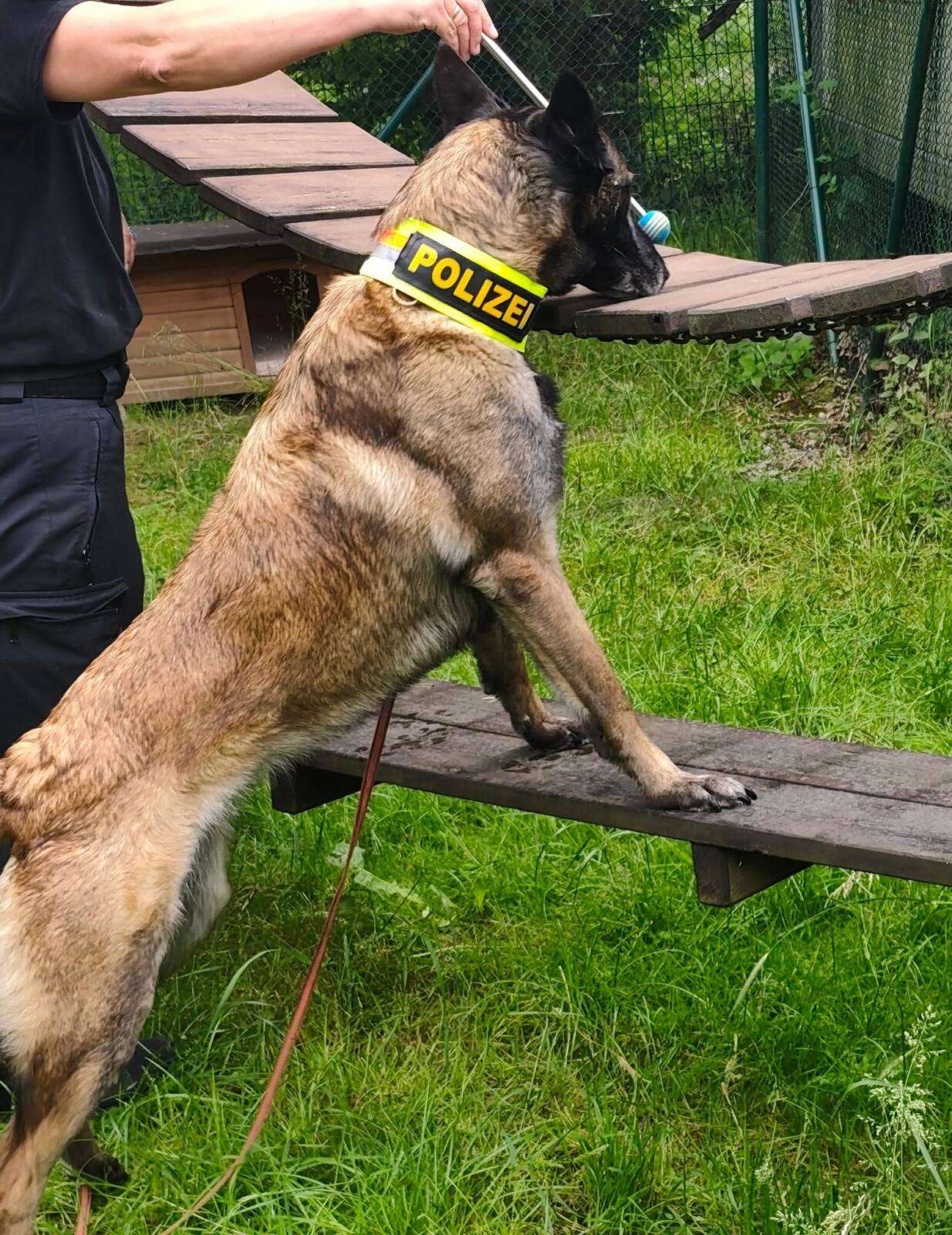 Polizeihunde