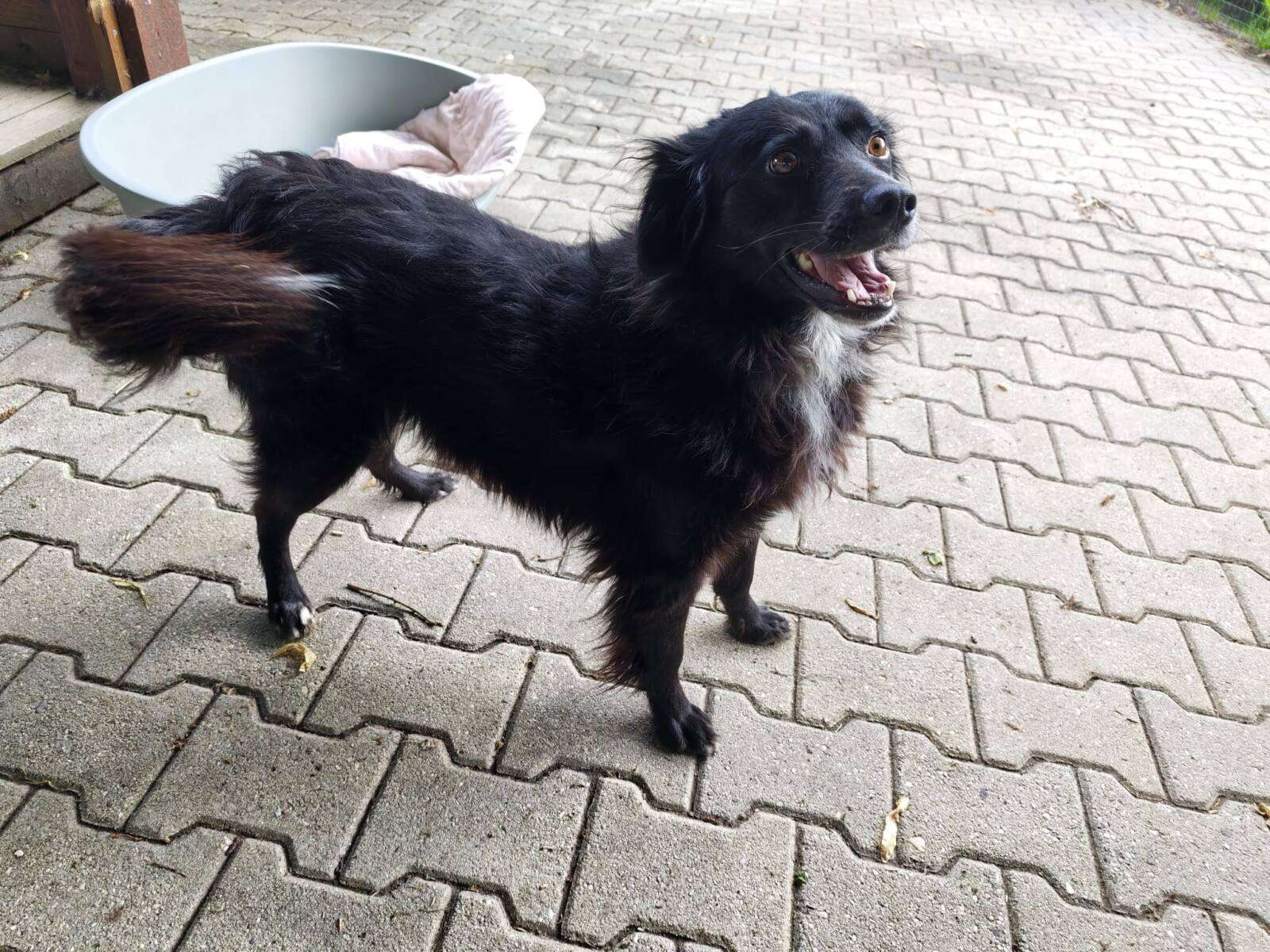 Majka Hund Majka Zuhause gesucht Tierheim Hoffnung für Tiere