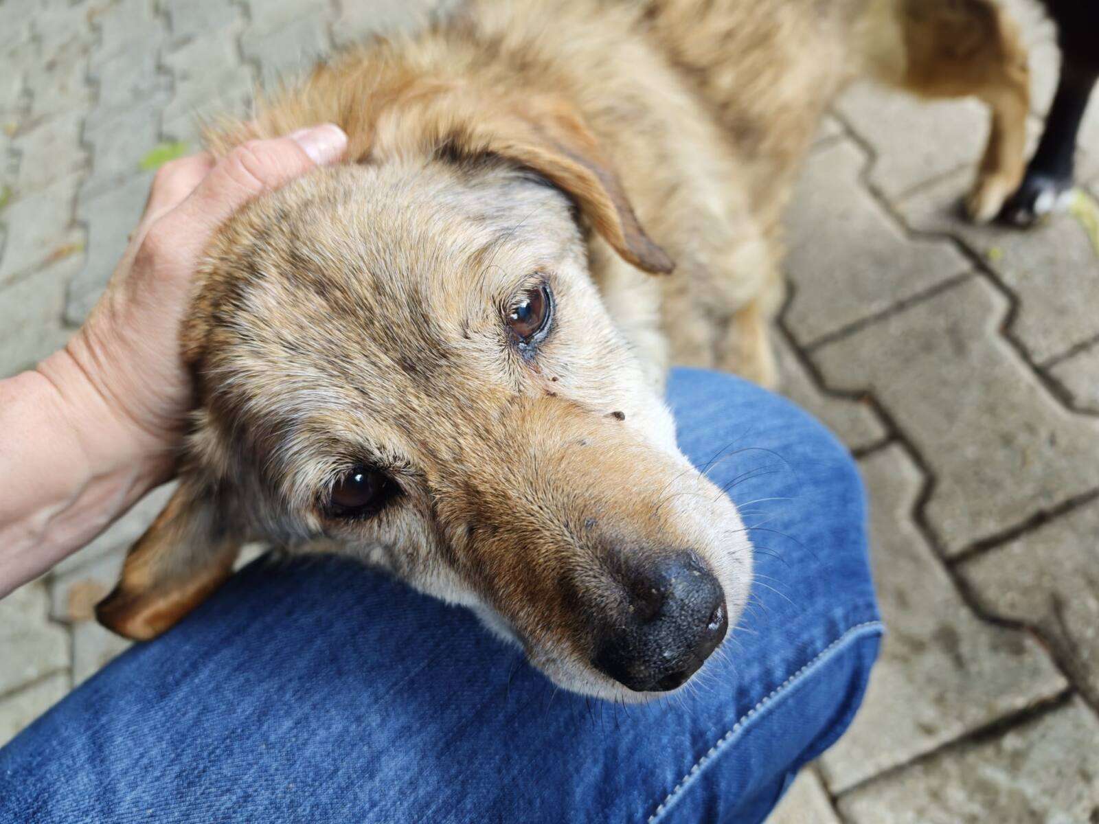 Kaziu Hund Kaziu Zuhause gesucht Tierheim Hoffnung für Tiere